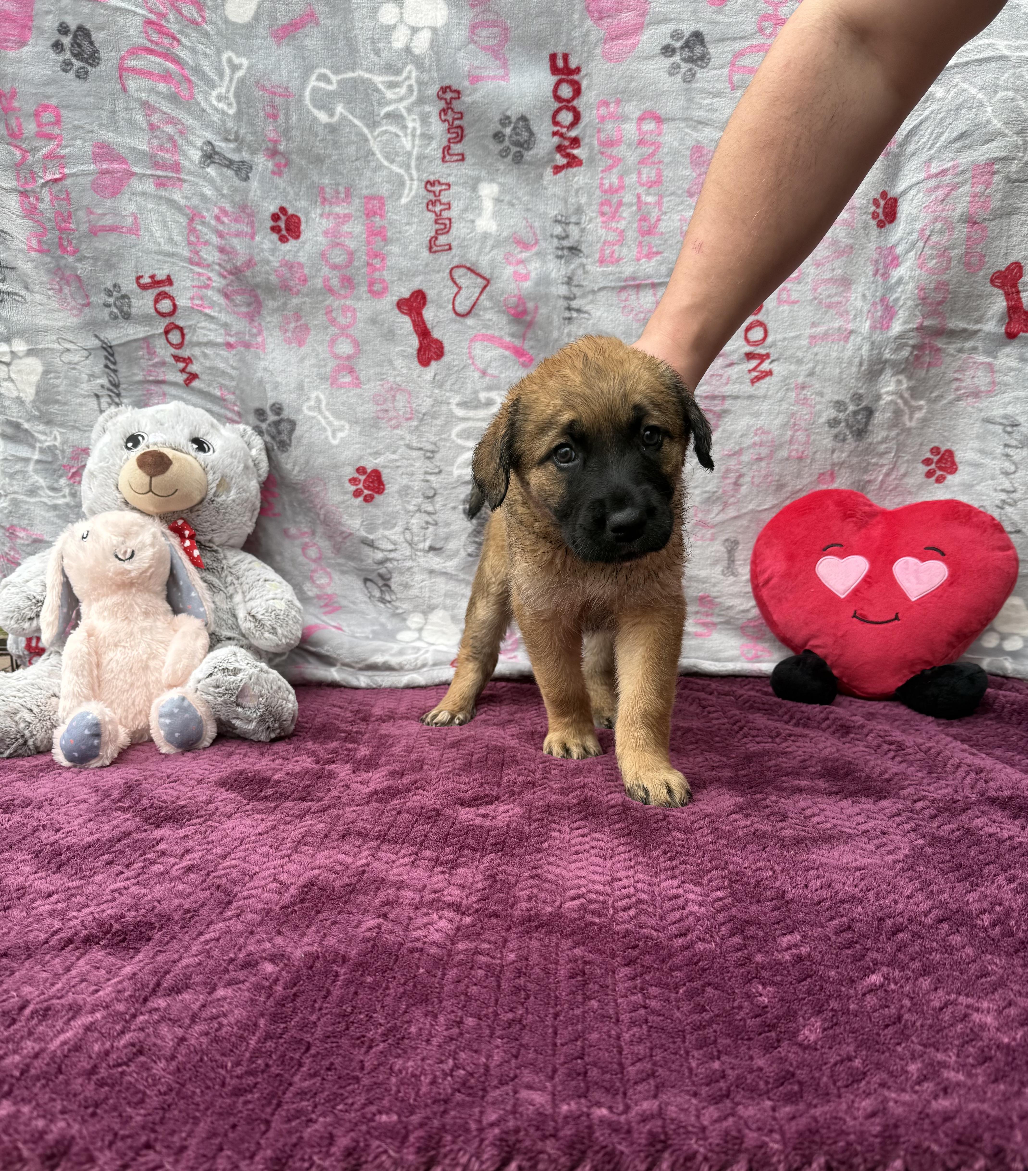 Illyria (Foster-to-Adopt), an adopted mixed breed in Guthrie, OK image 1/3
