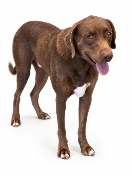 Enlarge Biggie, a Adoptable mixed breed in Bowling Green, KY image 1/2