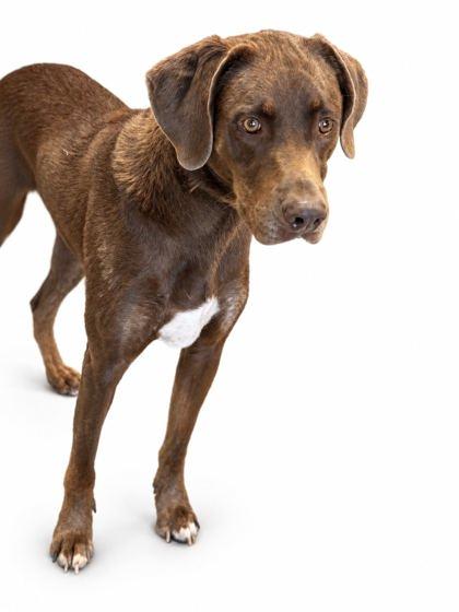 Enlarge Biggie, a Adoptable mixed breed in Bowling Green, KY image 2/2