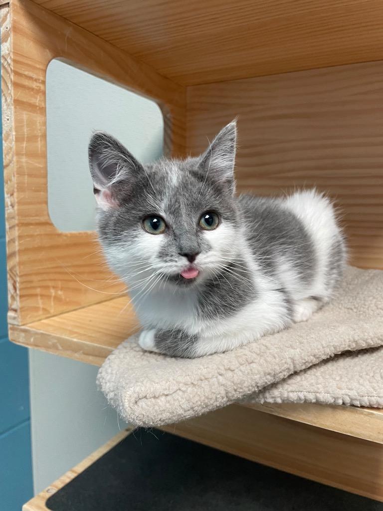 Snuggle Bug, Adopted, Kitten Female Domestic Short Hair.