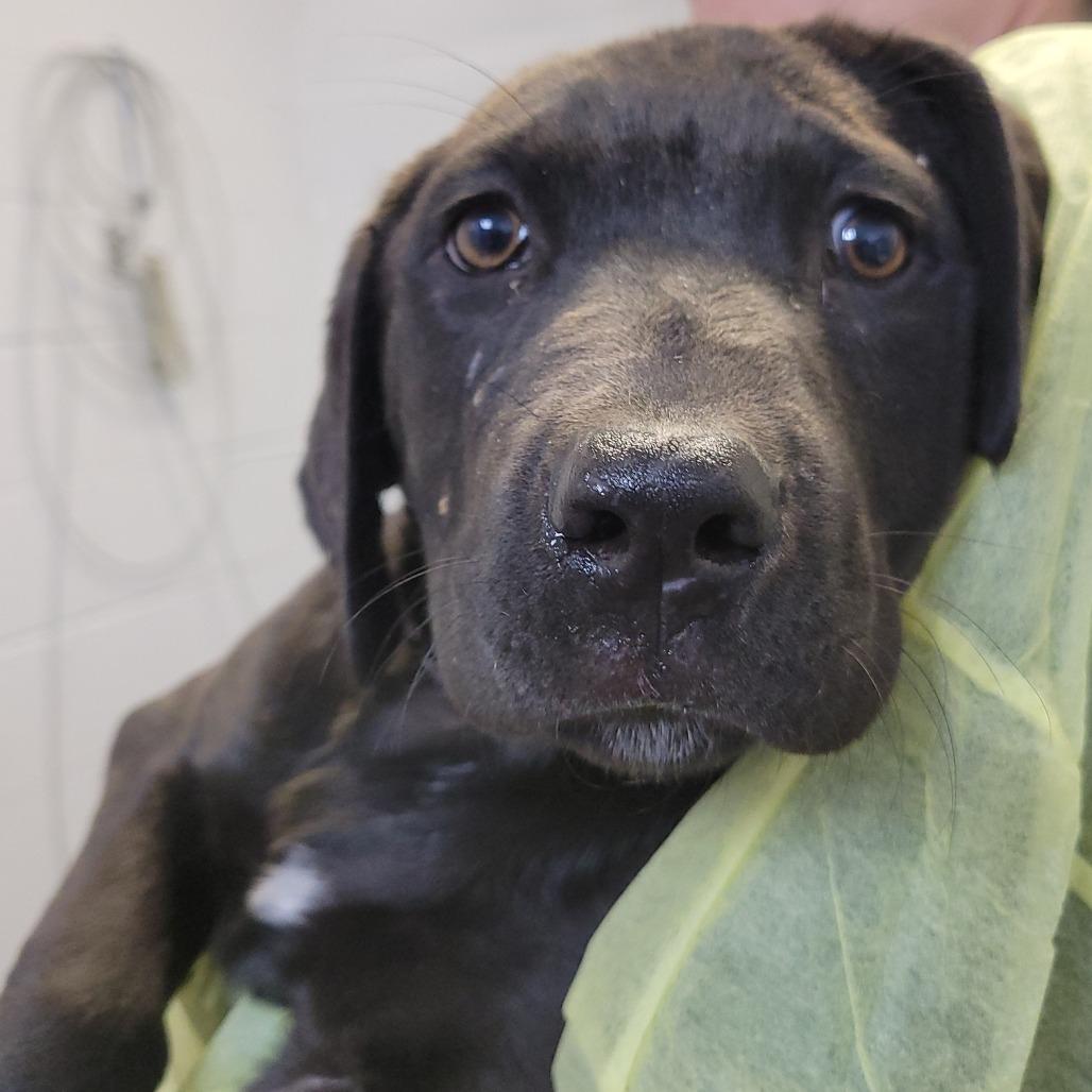Elk, Adoptable, Puppy Male Labrador Retriever & Mastiff.