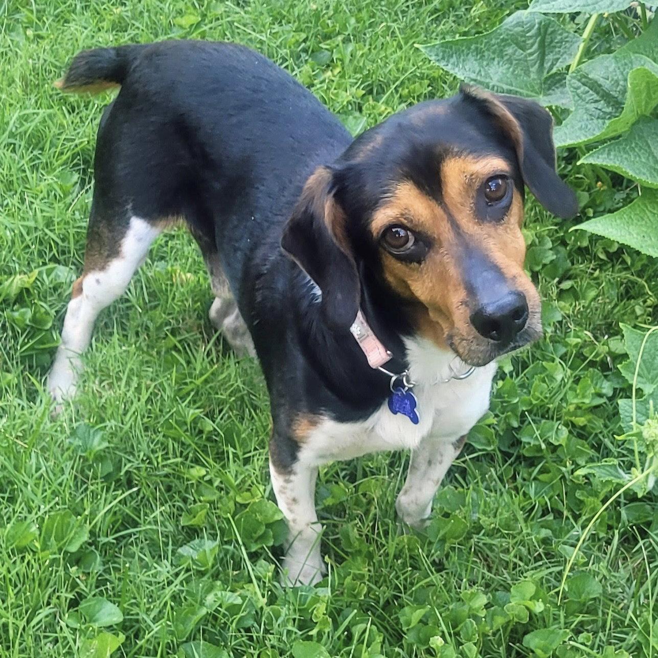 Enlarge Gary 2026, a Adopted Beagle in Norwood, OH image 1/3