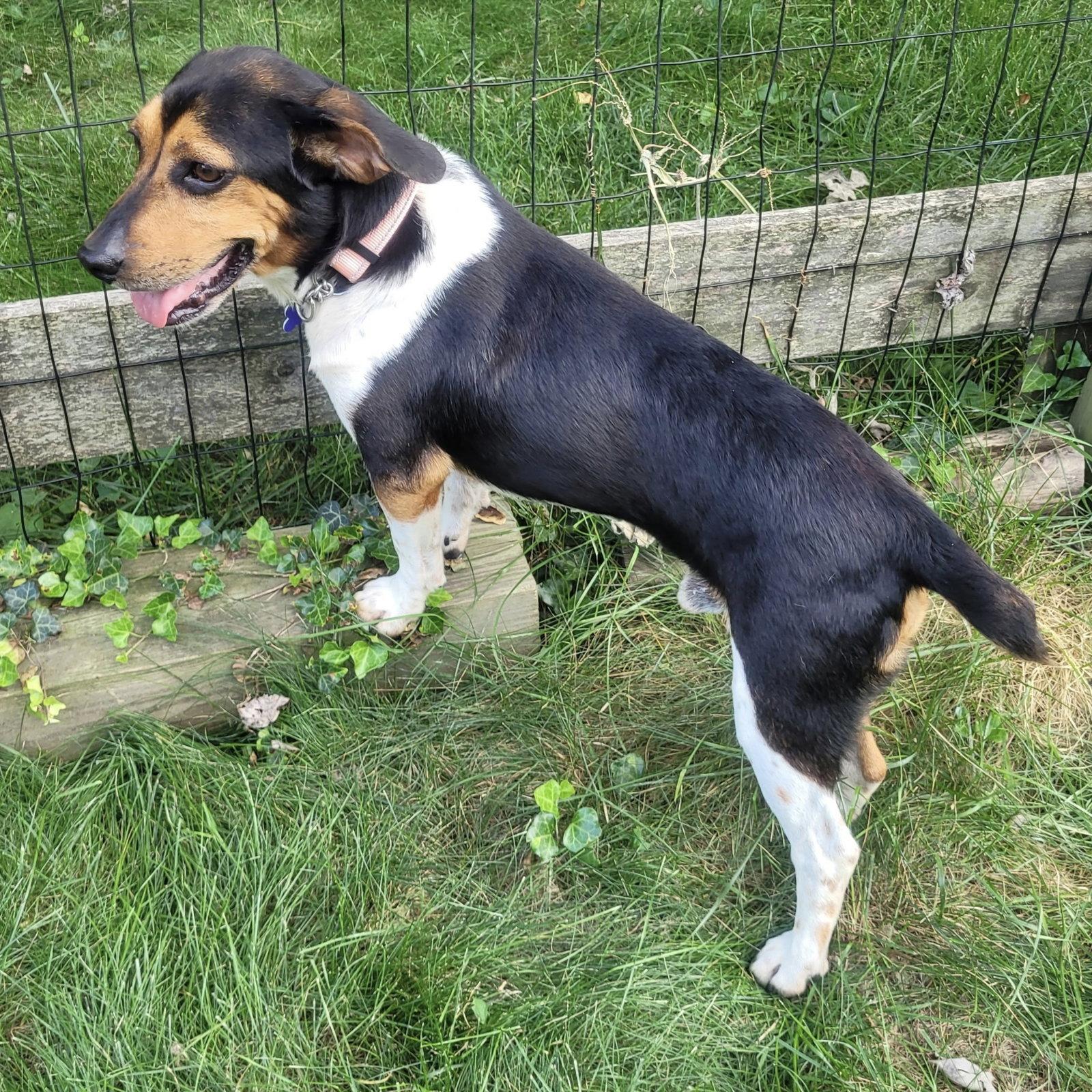 Enlarge Gary 2026, a Adopted Beagle in Norwood, OH image 2/3