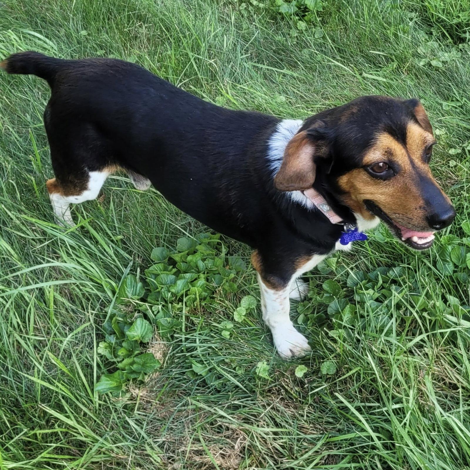Enlarge Gary 2026, a Adopted Beagle in Norwood, OH image 3/3