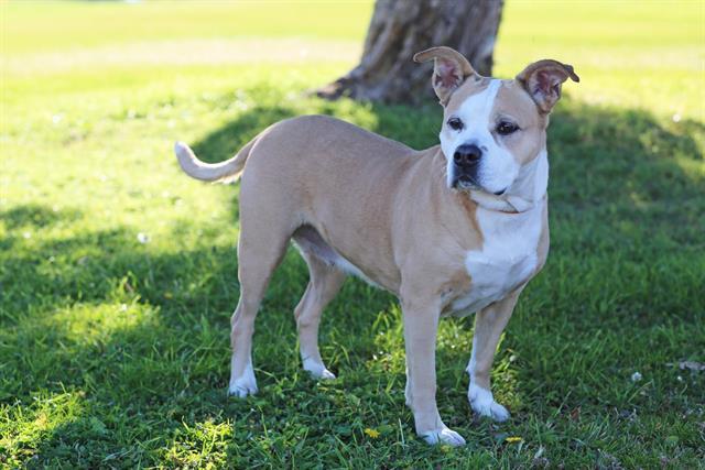 Enlarge NILA, a Adoptable mixed breed in Albuquerque, NM image 1/1