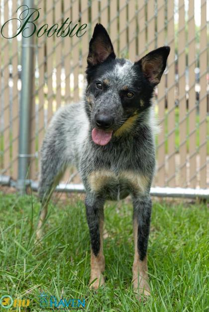 Bootsie, Adoptable, Adult Female Australian Cattle Dog / Blue Heeler & Mixed Breed.