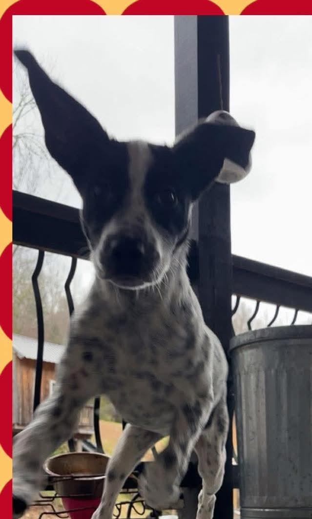 Stormy, adopted, Puppy Female Pointer.