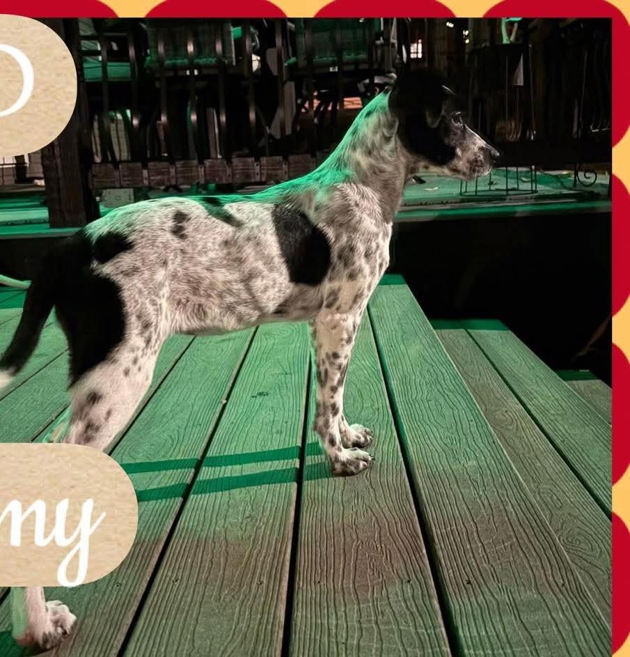 Enlarge Stormy, an adopted mixed breed in Bartlett, IL image 2/2