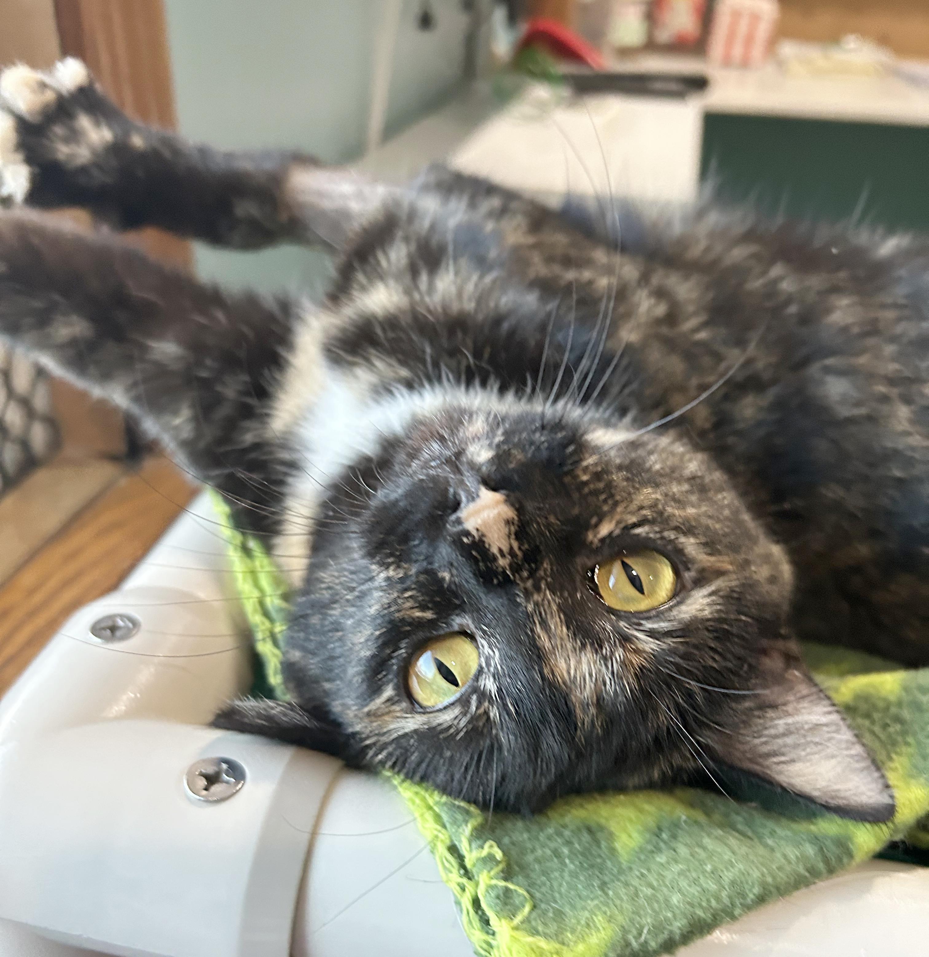 Enlarge Spider Web, a Adoptable Tortoiseshell in Parkville, MO image 1/6