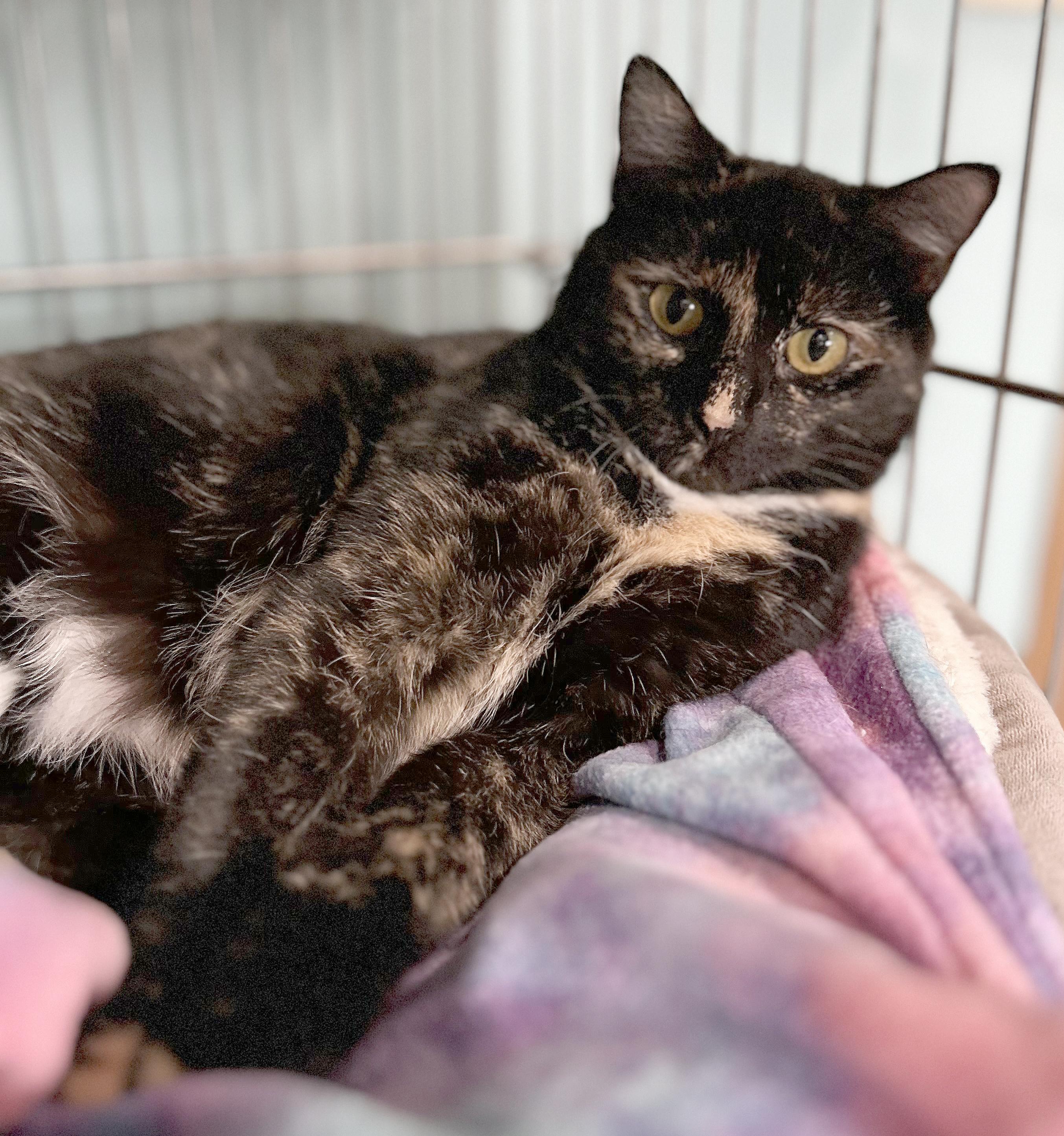 Enlarge Spider Web, a Adoptable Tortoiseshell in Parkville, MO image 6/6