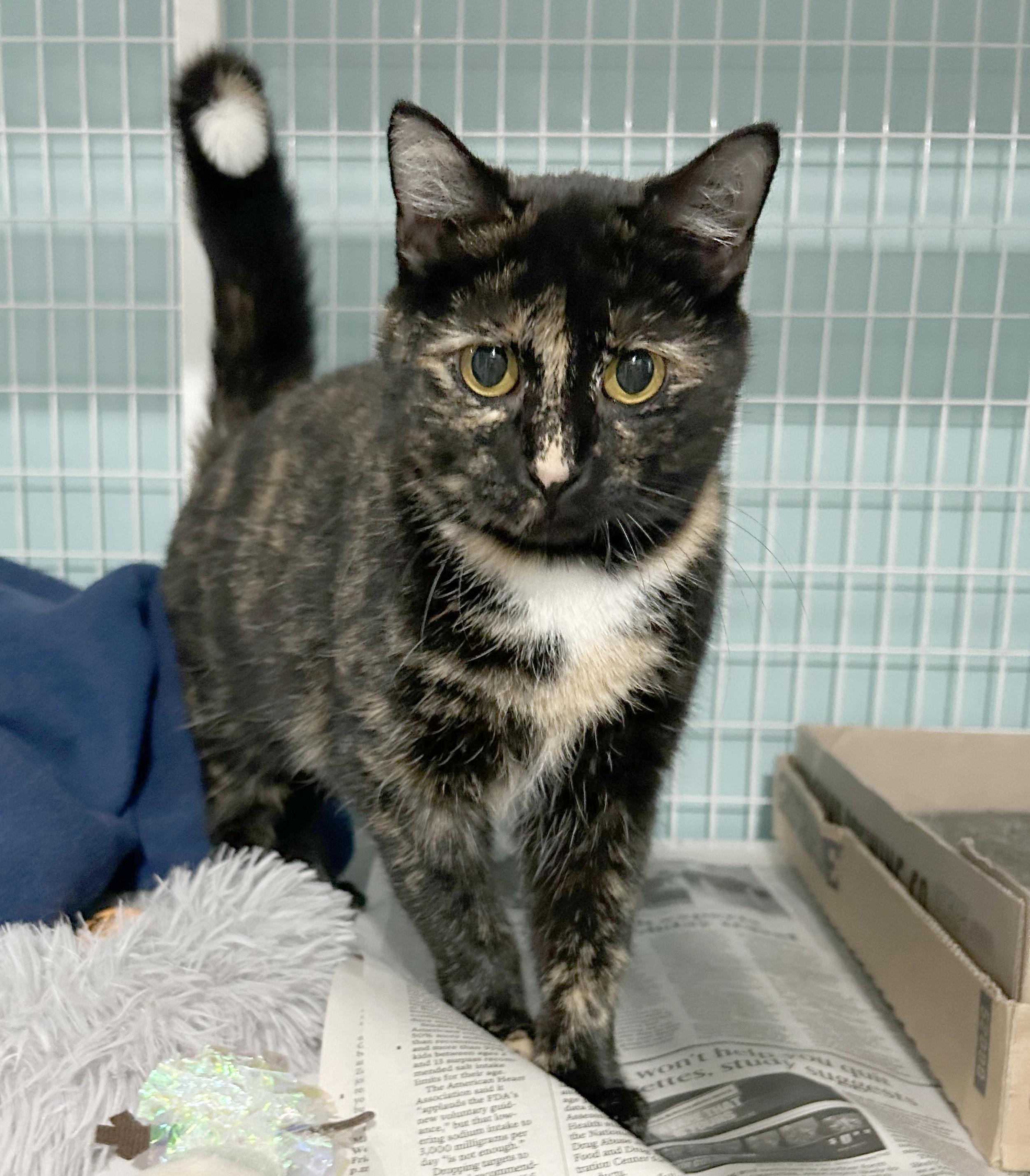 Enlarge Spider Web, a Adoptable Tortoiseshell in Parkville, MO image 5/6