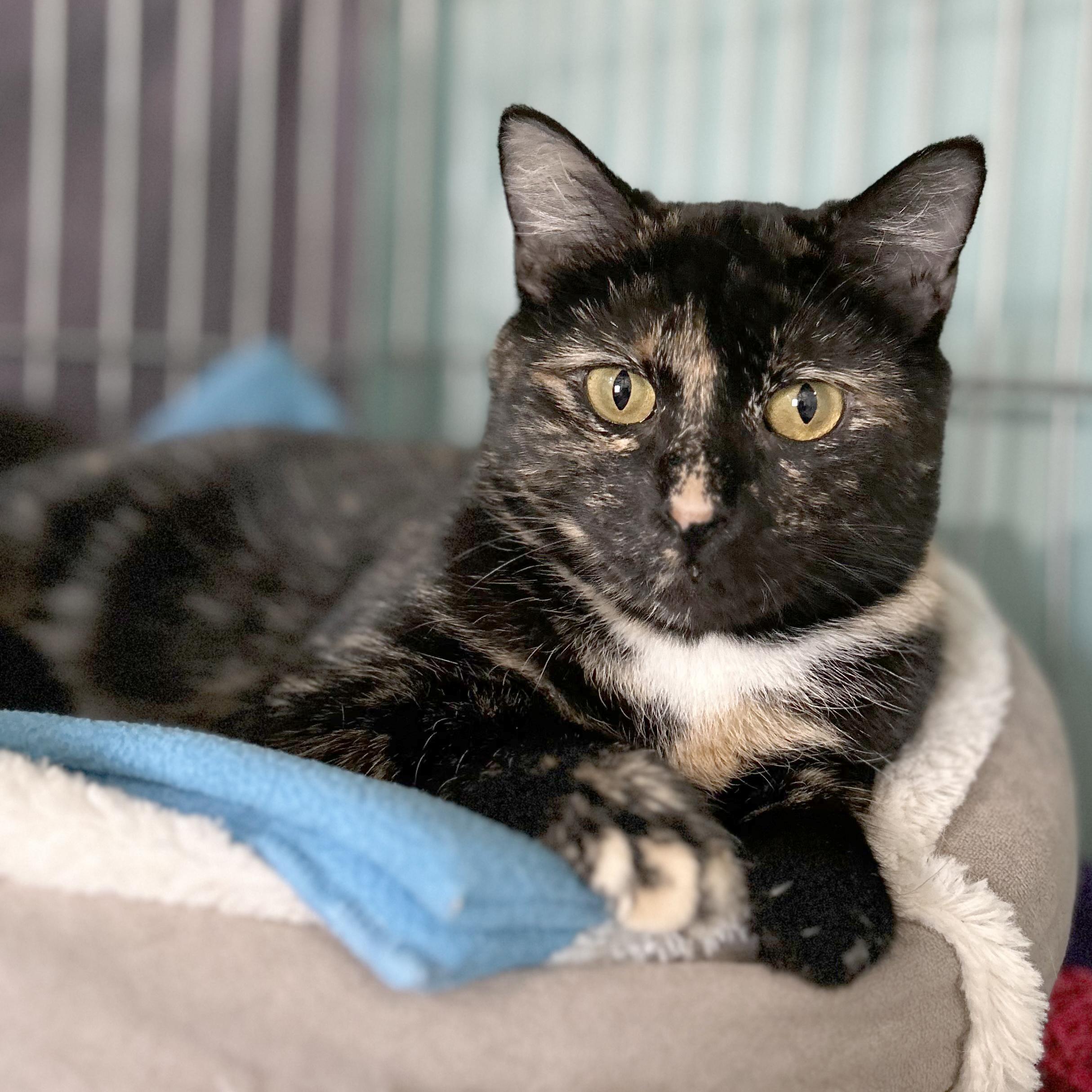 Spider Web, Adoptable, Adult Female Tortoiseshell.