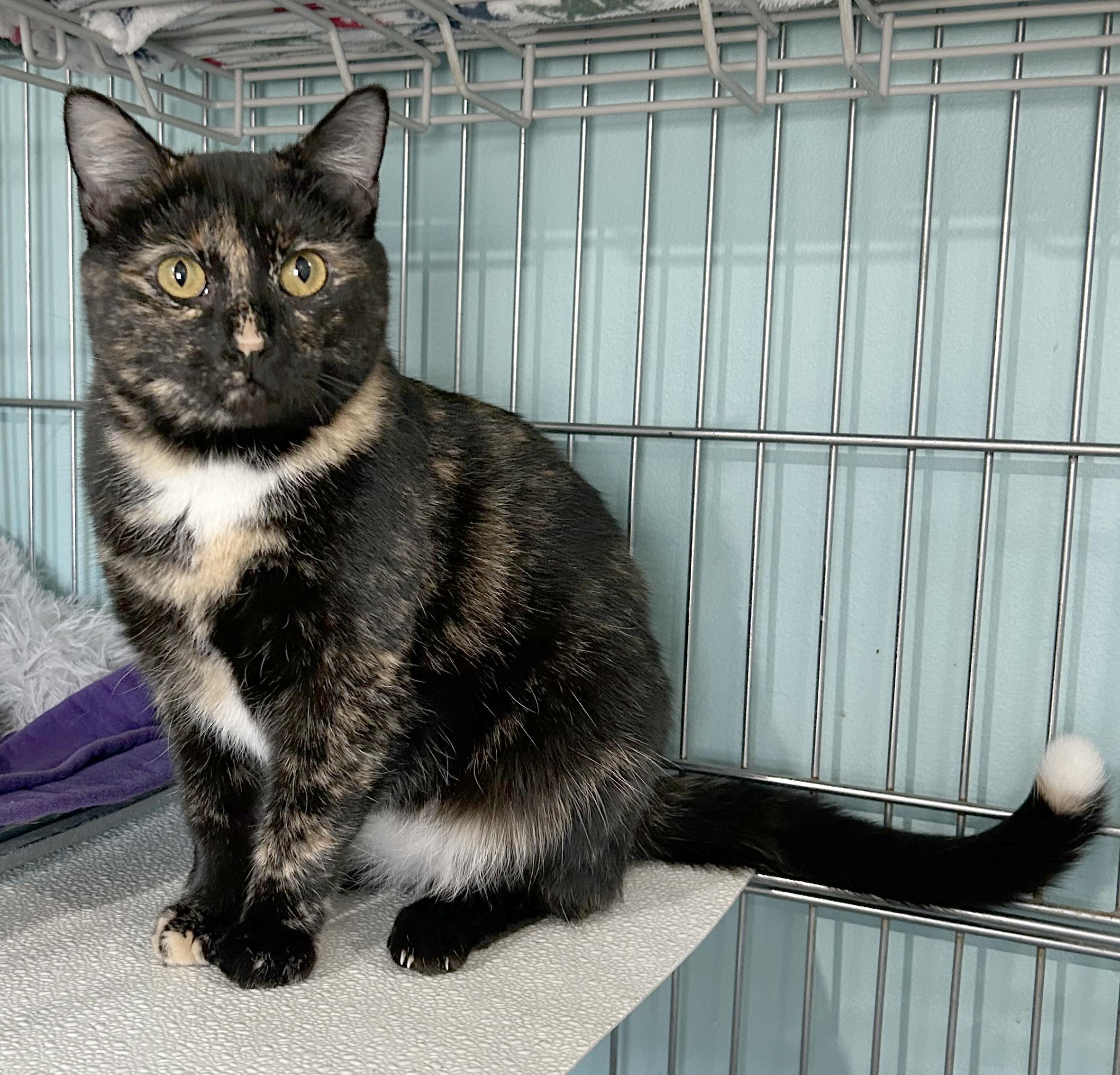 Enlarge Spider Web, a Adoptable Tortoiseshell in Parkville, MO image 2/6