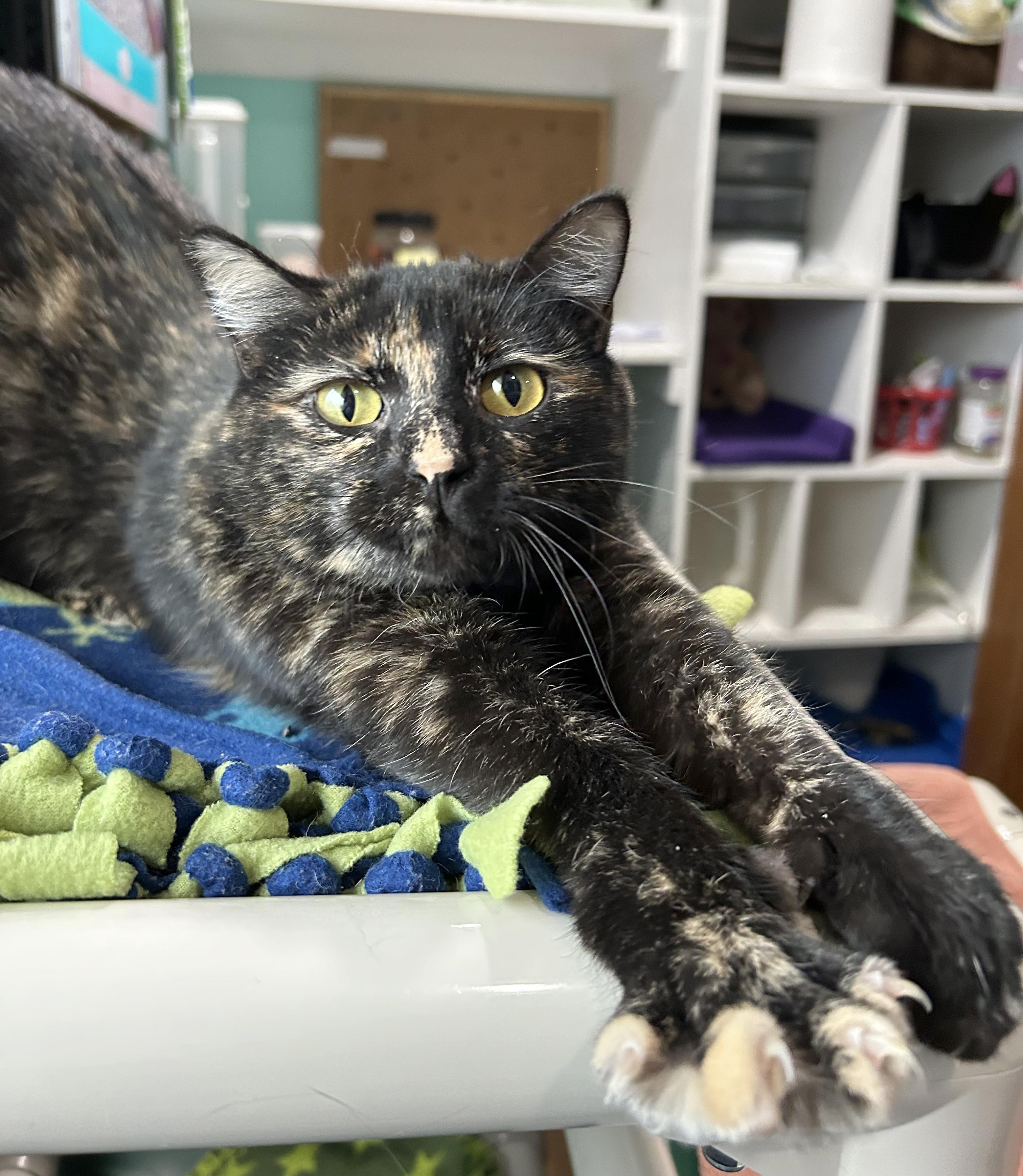 Enlarge Spider Web, a Adoptable Tortoiseshell in Parkville, MO image 3/6