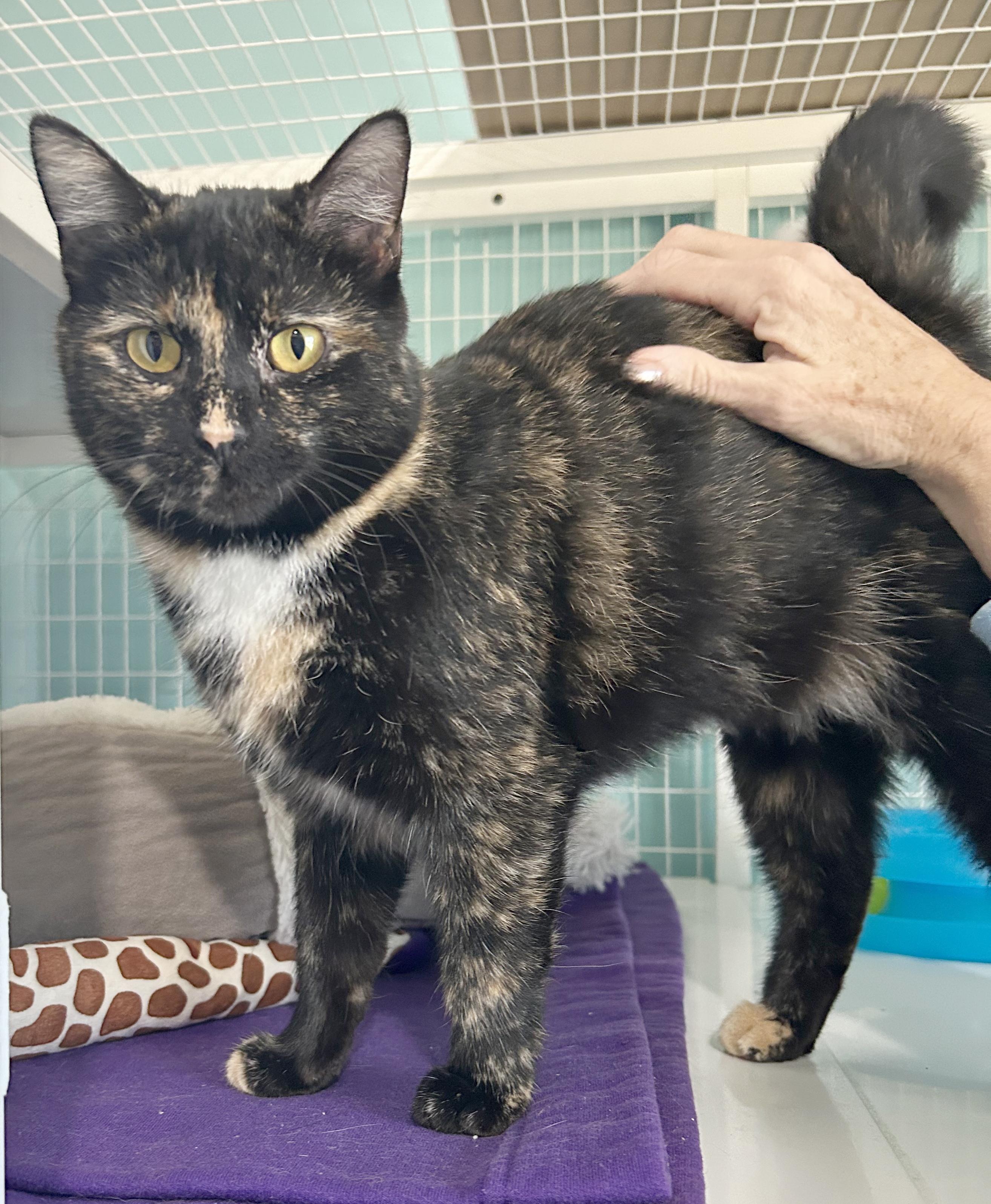 Enlarge Spider Web, a Adoptable Tortoiseshell in Parkville, MO image 4/6