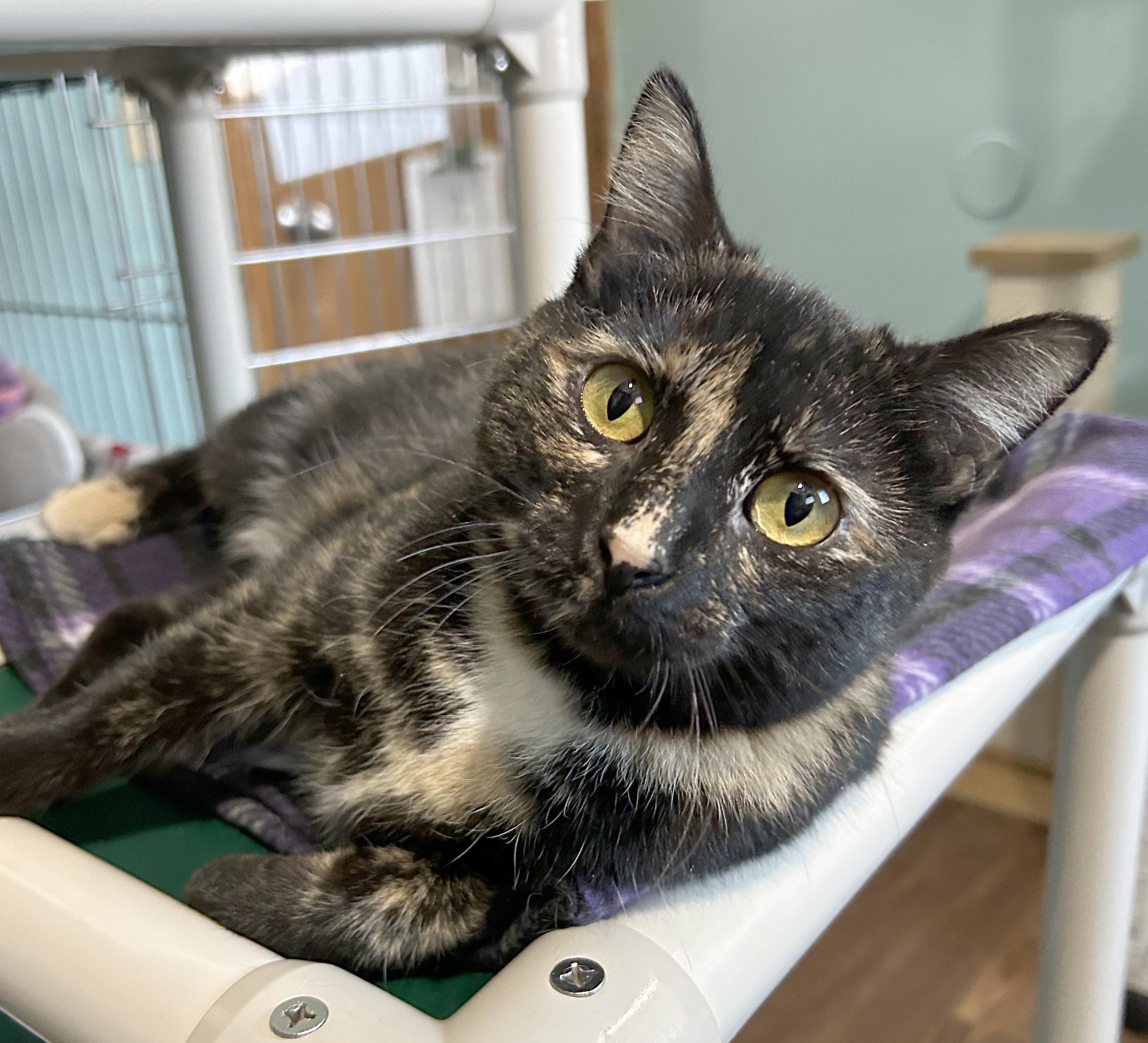 Enlarge Spider Web, a Adoptable Tortoiseshell in Parkville, MO image 1/6