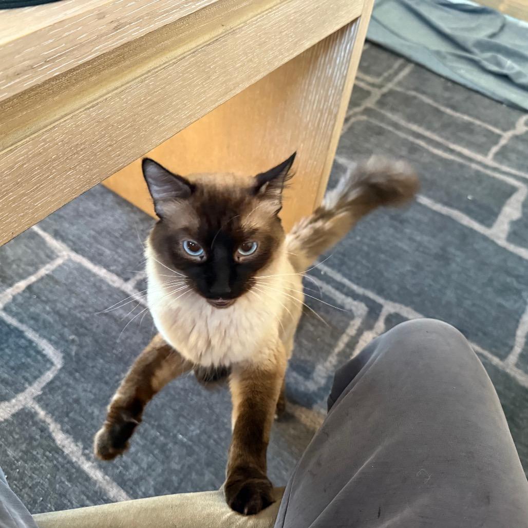 Sage - Adoptable Pet | Petfinder