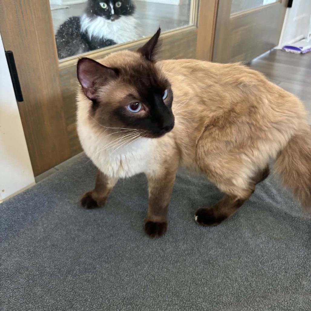 Sage - Adoptable Pet | Petfinder