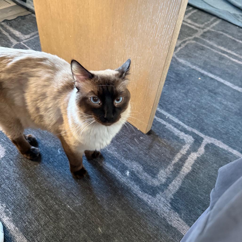 Sage - Adoptable Pet | Petfinder