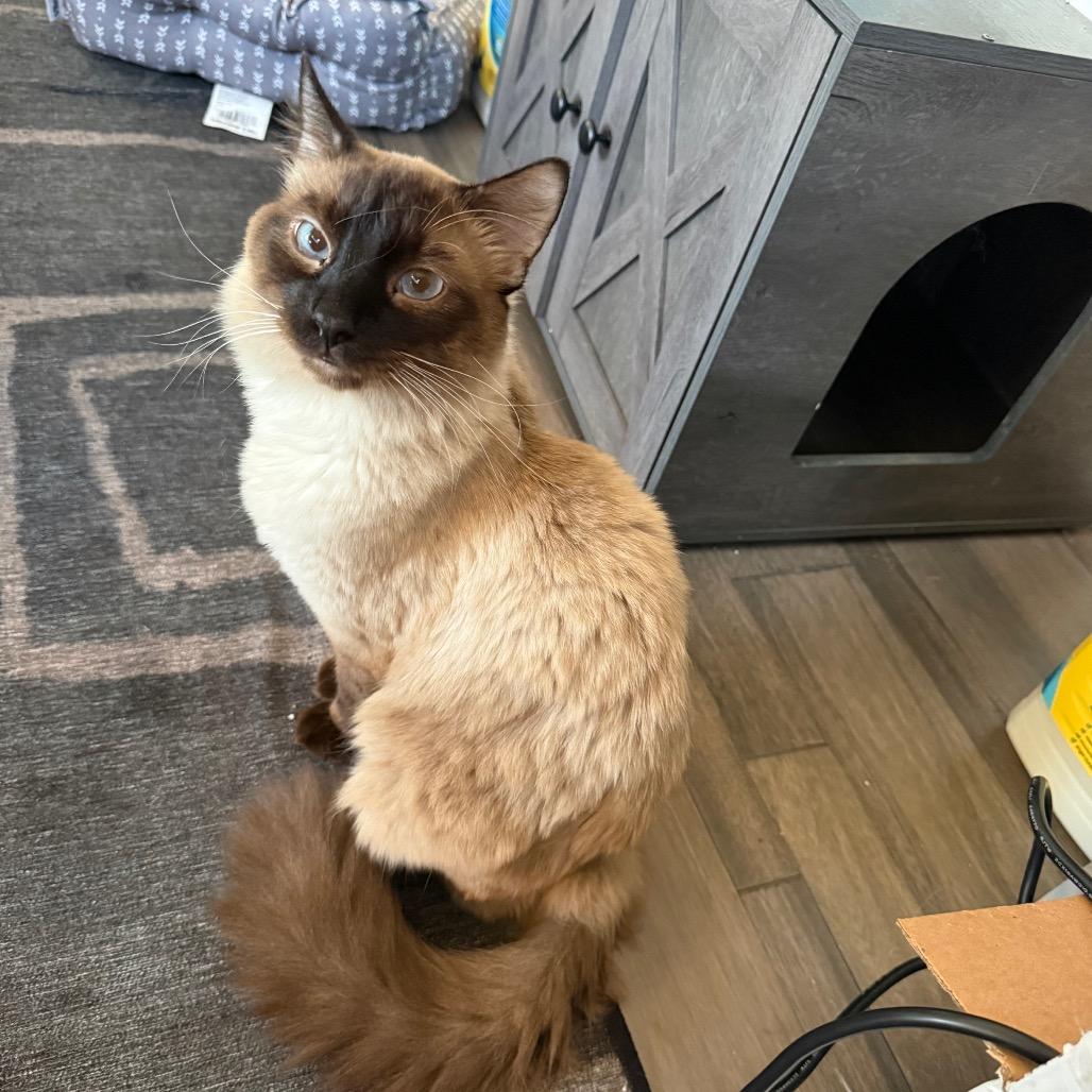 Enlarge Sage, a Adoptable Siamese in Kansas City, MO image 4/4