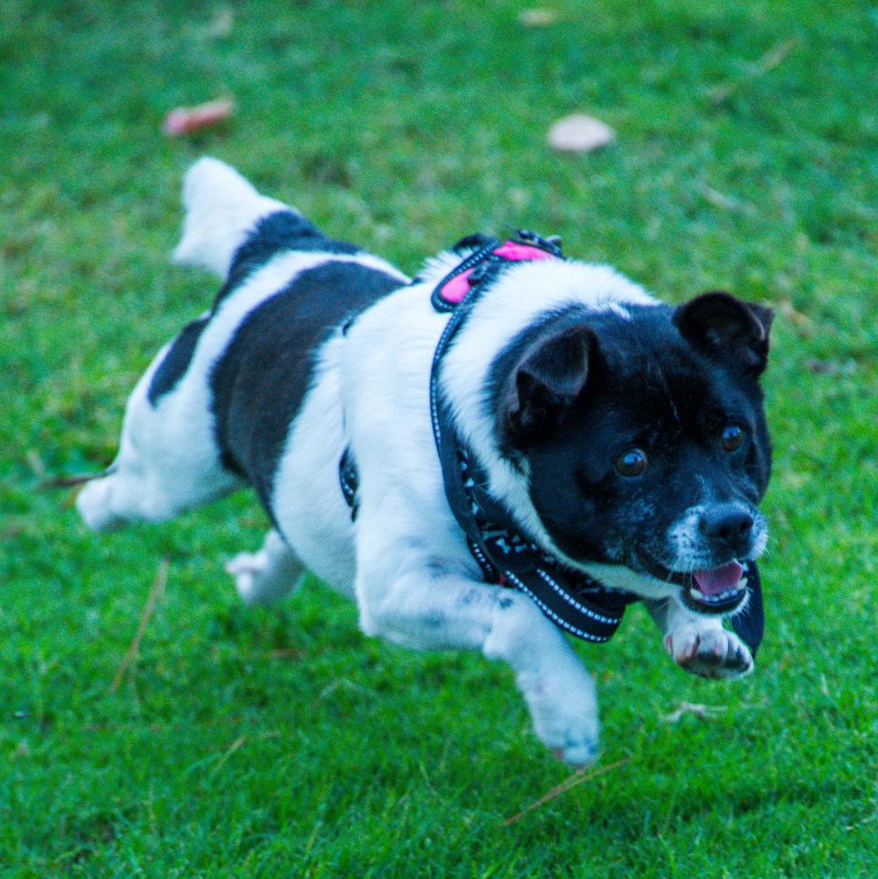 Tobi, Adoptable, Young Male Jack Russell Terrier & Chihuahua.