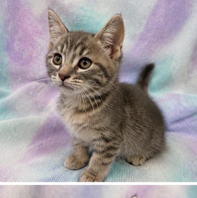 Enlarge CHANDLER, a Adopted Domestic Short Hair in Tillsonburg, ON image 2/2