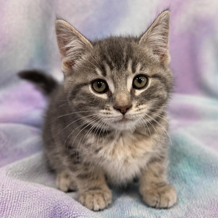 Enlarge CHANDLER, a Adopted Domestic Short Hair in Tillsonburg, ON image 1/2