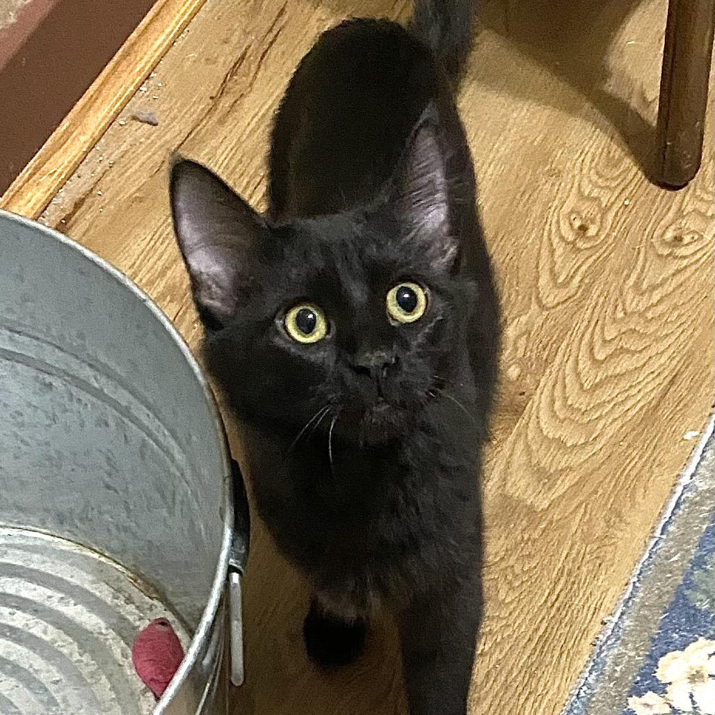 Nova, Adoptable, Kitten Female Domestic Short Hair.