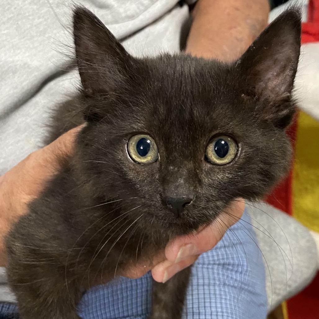 Enlarge Nova, a Adoptable Domestic Short Hair in Denison, TX image 2/4