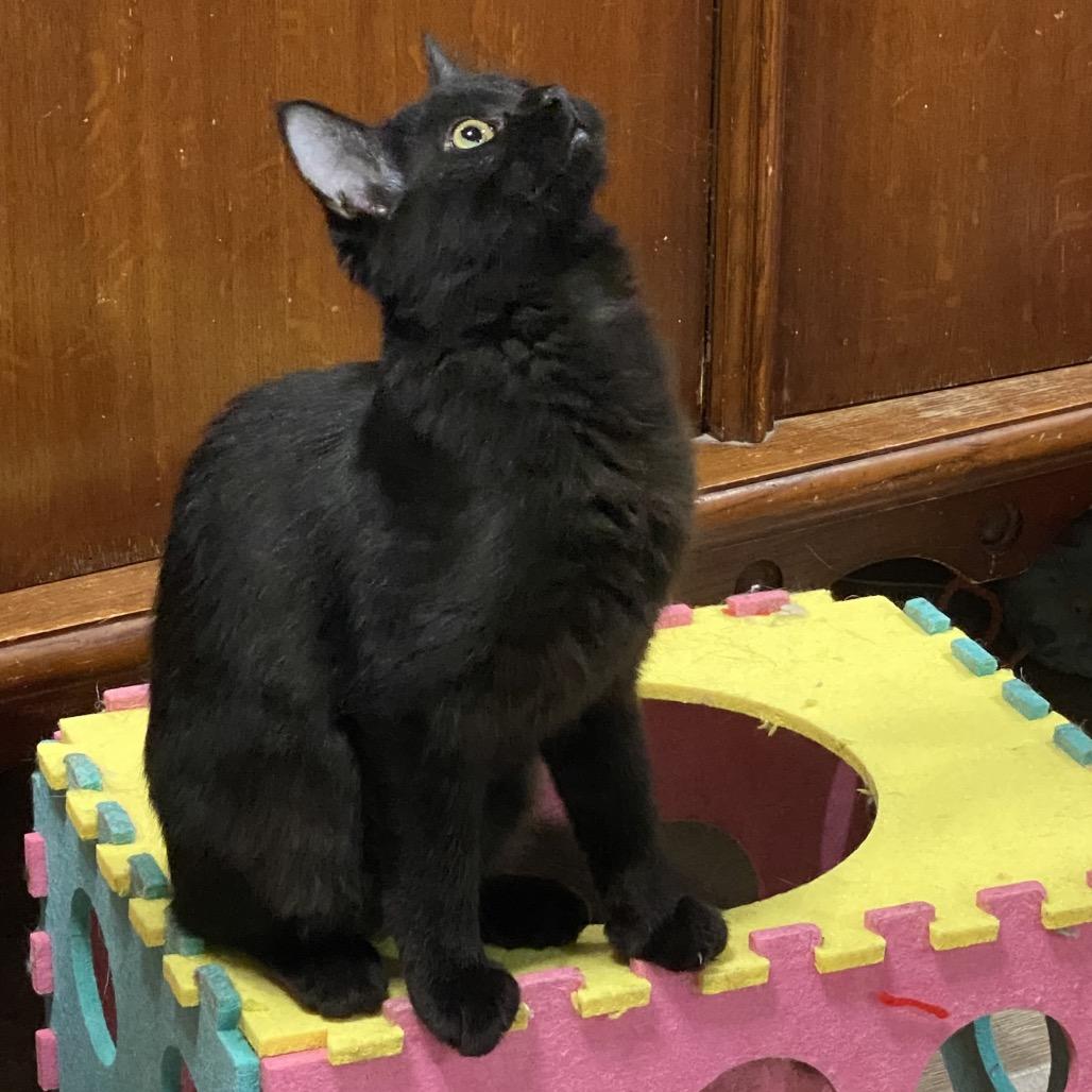 Enlarge Nova, a Adoptable Domestic Short Hair in Denison, TX image 3/4