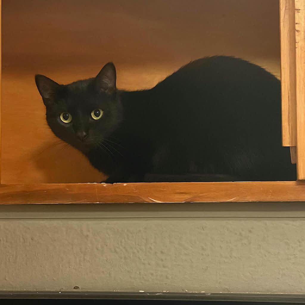 Luna, ADOPTABLE, Adult Female Domestic Short Hair.