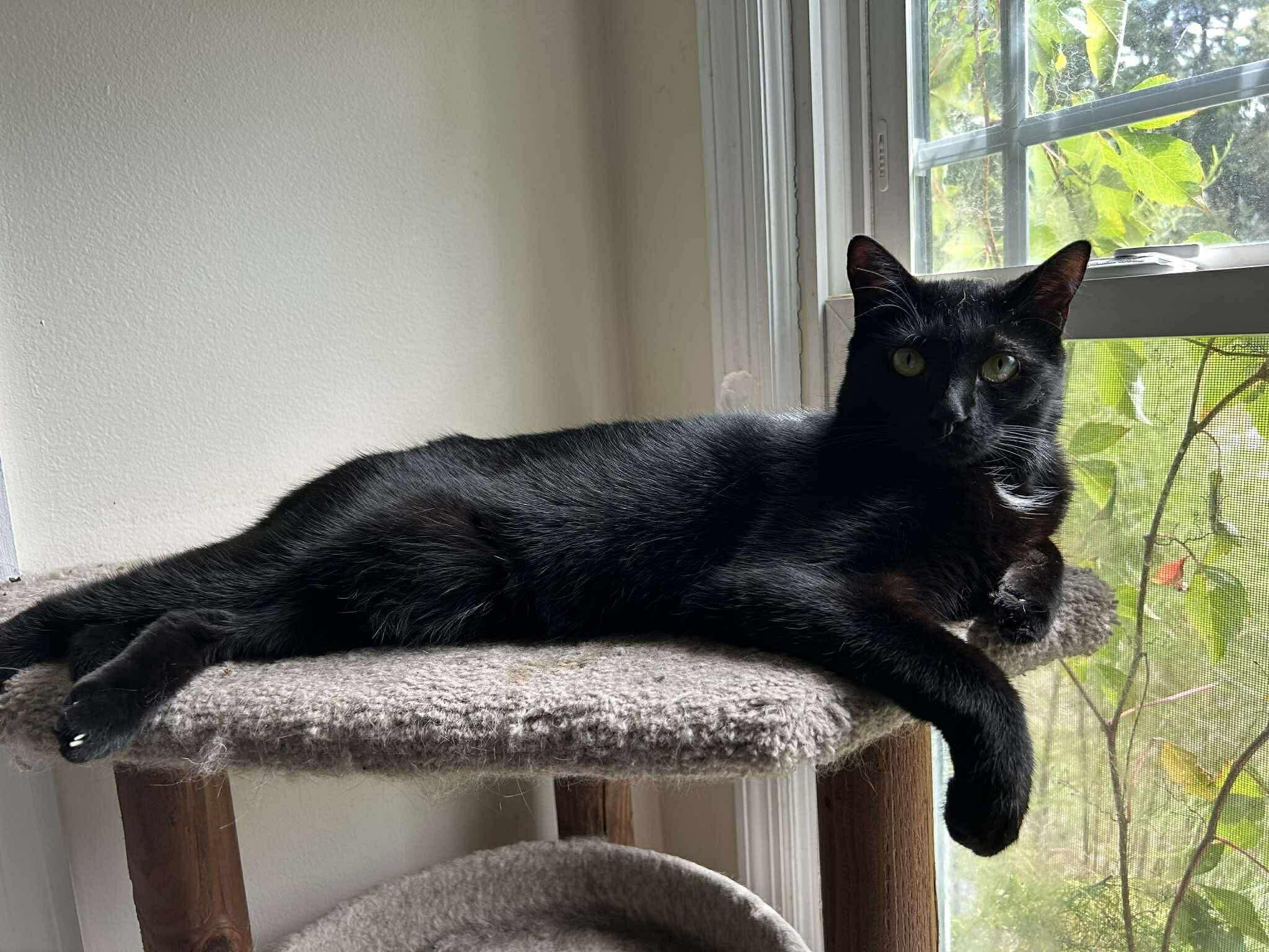 Enlarge Luna, a ADOPTABLE Domestic Short Hair in Lumberton, NC image 3/4