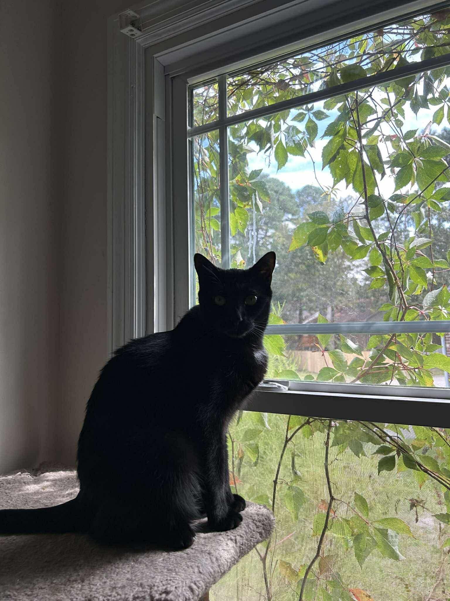 Enlarge Luna, a ADOPTABLE Domestic Short Hair in Lumberton, NC image 4/4