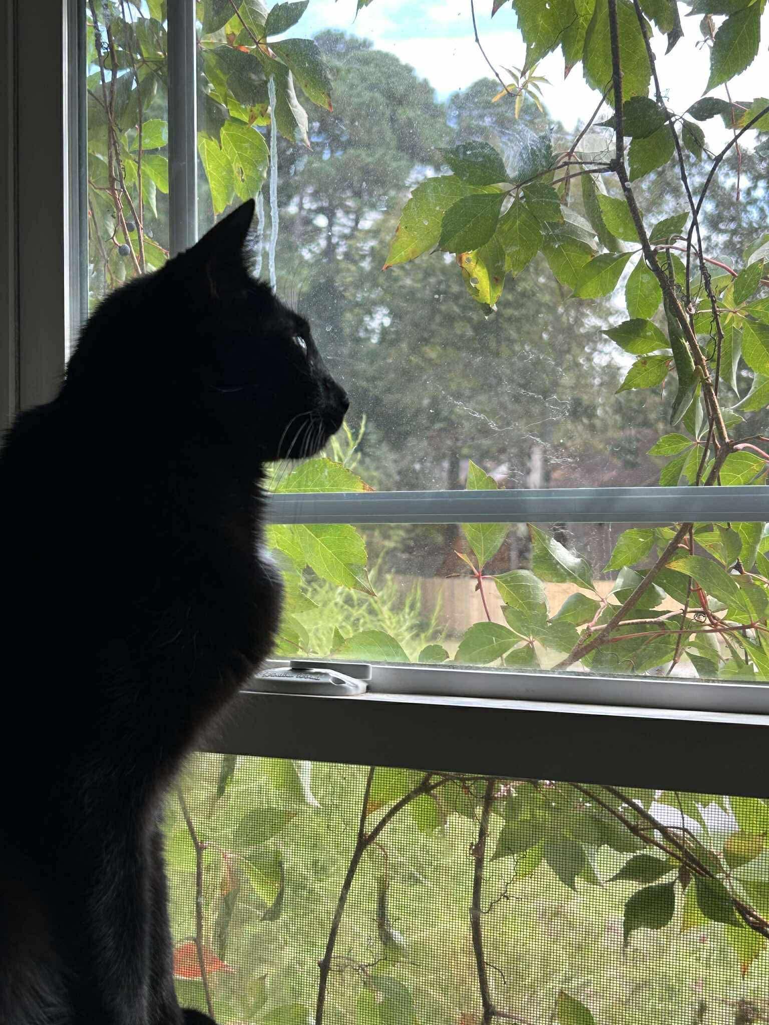 Enlarge Luna, a ADOPTABLE Domestic Short Hair in Lumberton, NC image 2/4