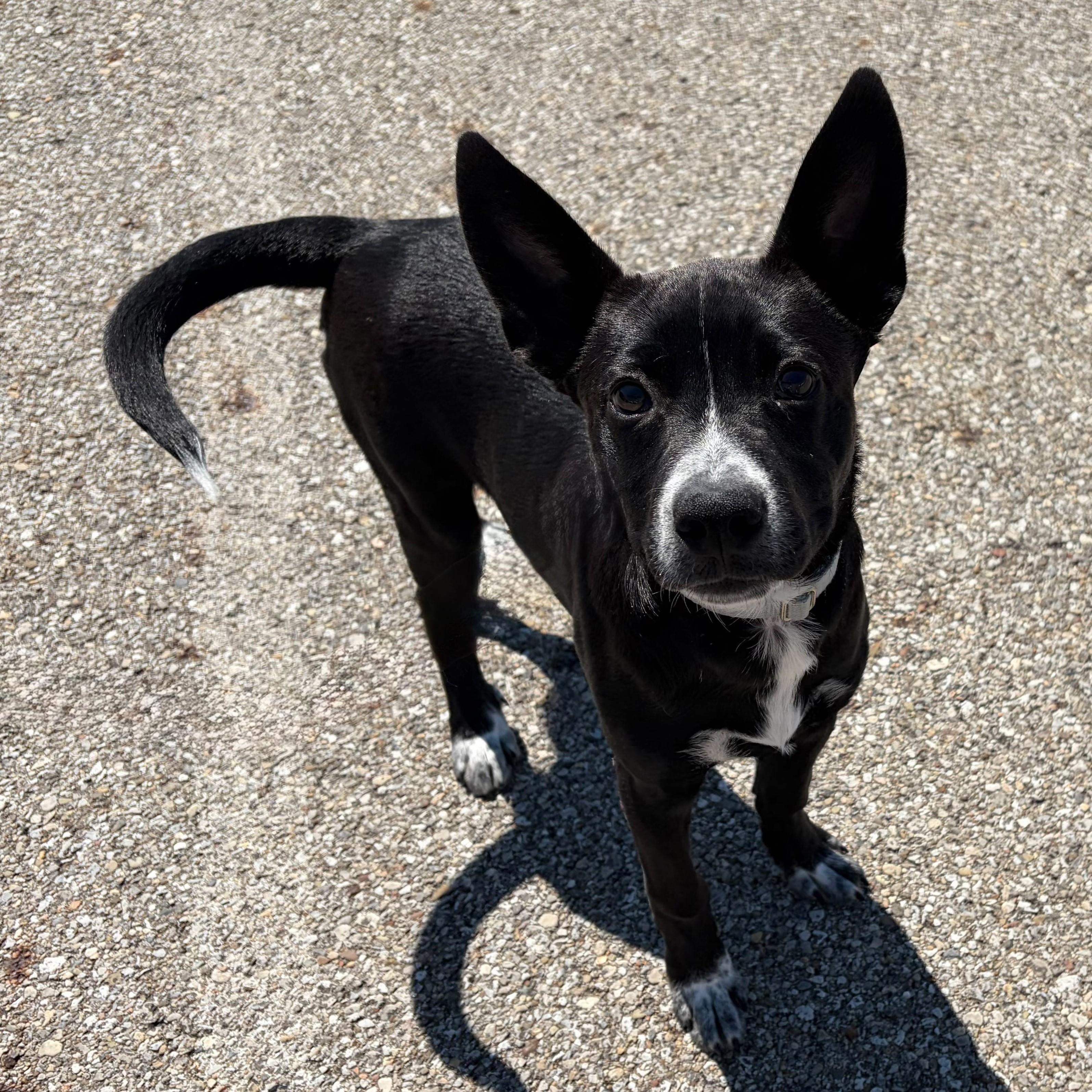 Enlarge Bam Bam, an adoptable Mixed Breed in Canal Winchester, OH image 2/4