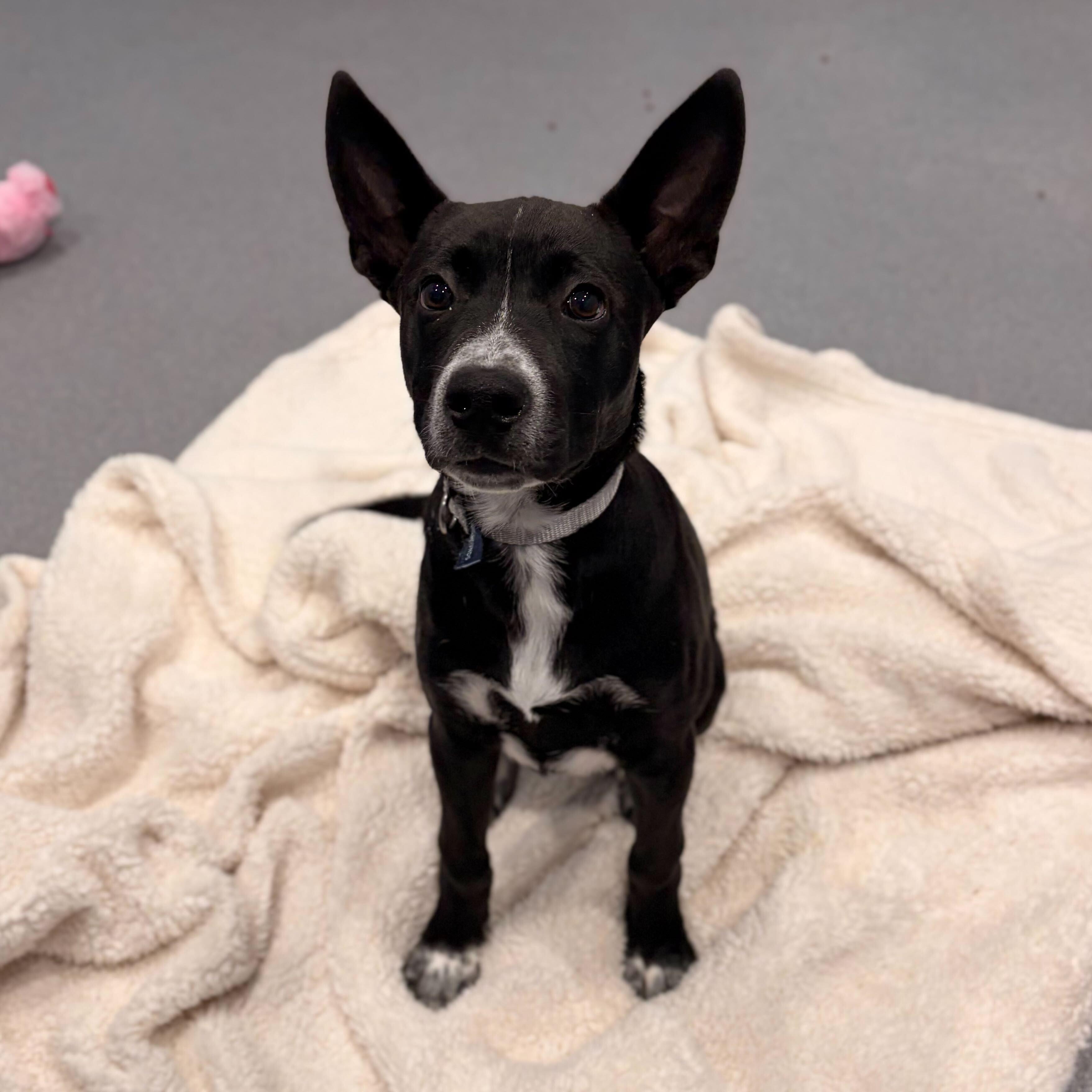 Enlarge Bam Bam, an adoptable Mixed Breed in Canal Winchester, OH image 4/4