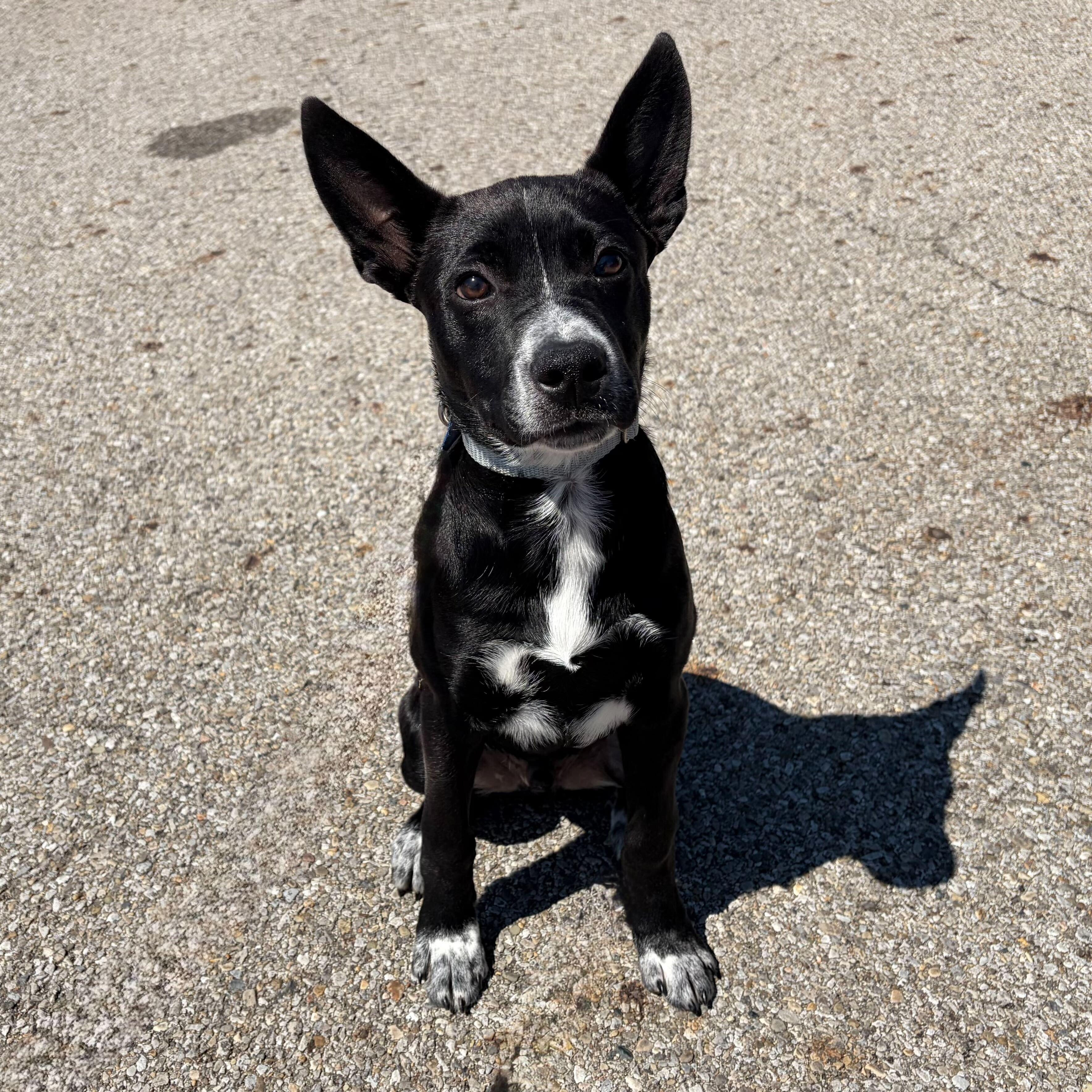 Enlarge Bam Bam, an adoptable Mixed Breed in Canal Winchester, OH image 1/4