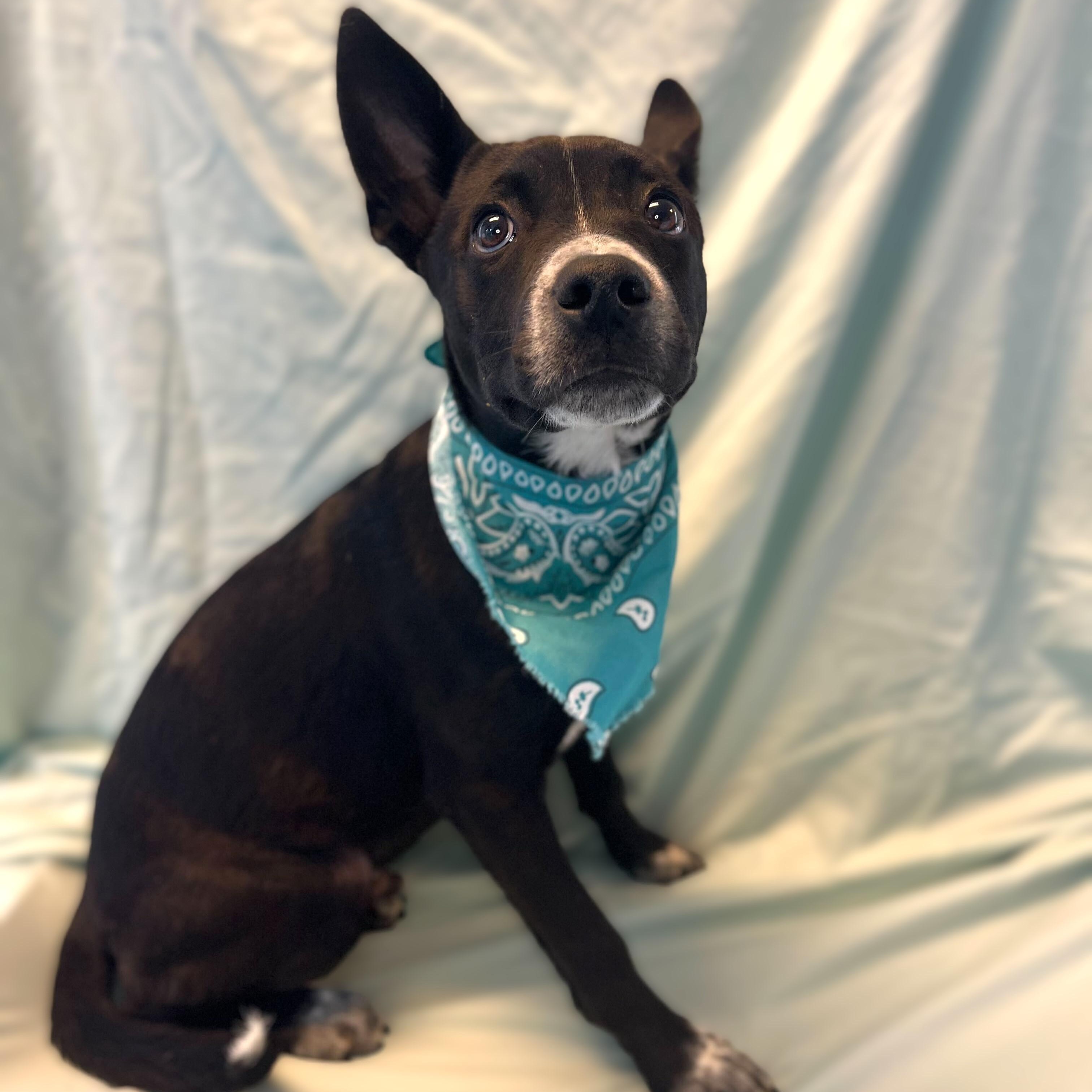 Enlarge Bam Bam, an adoptable Mixed Breed in Canal Winchester, OH image 3/4