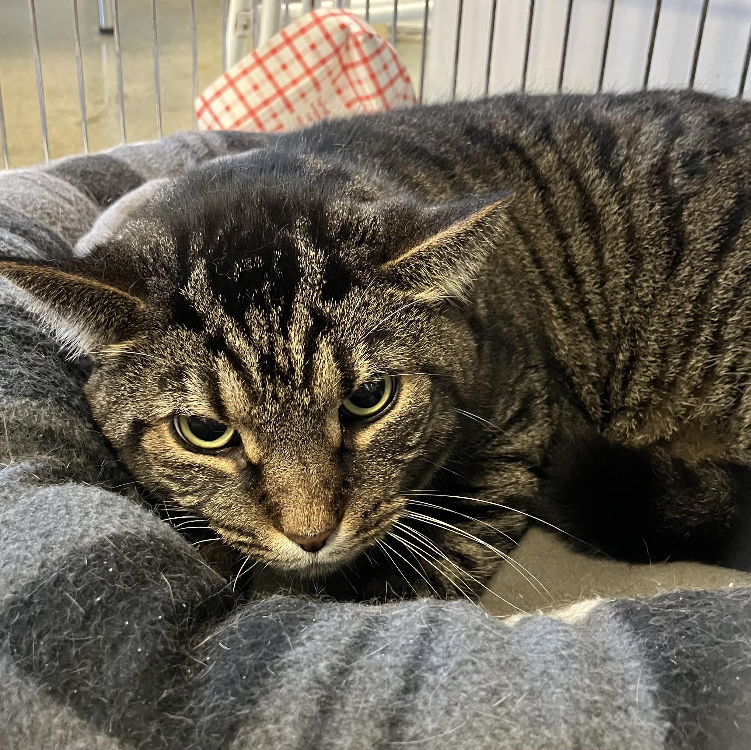Enlarge Stripes, a Adoptable Domestic Short Hair in Parma, OH image 4/4