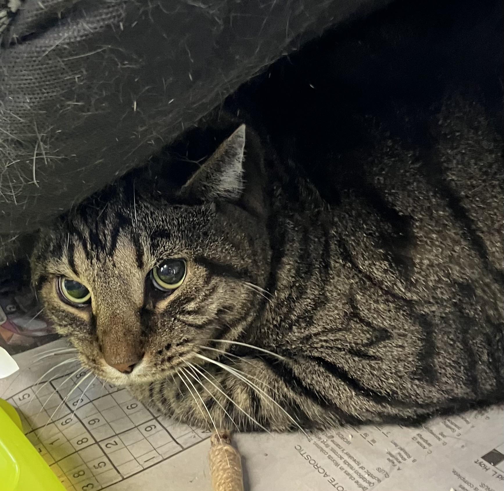 Enlarge Stripes, a Adoptable Domestic Short Hair in Parma, OH image 2/4