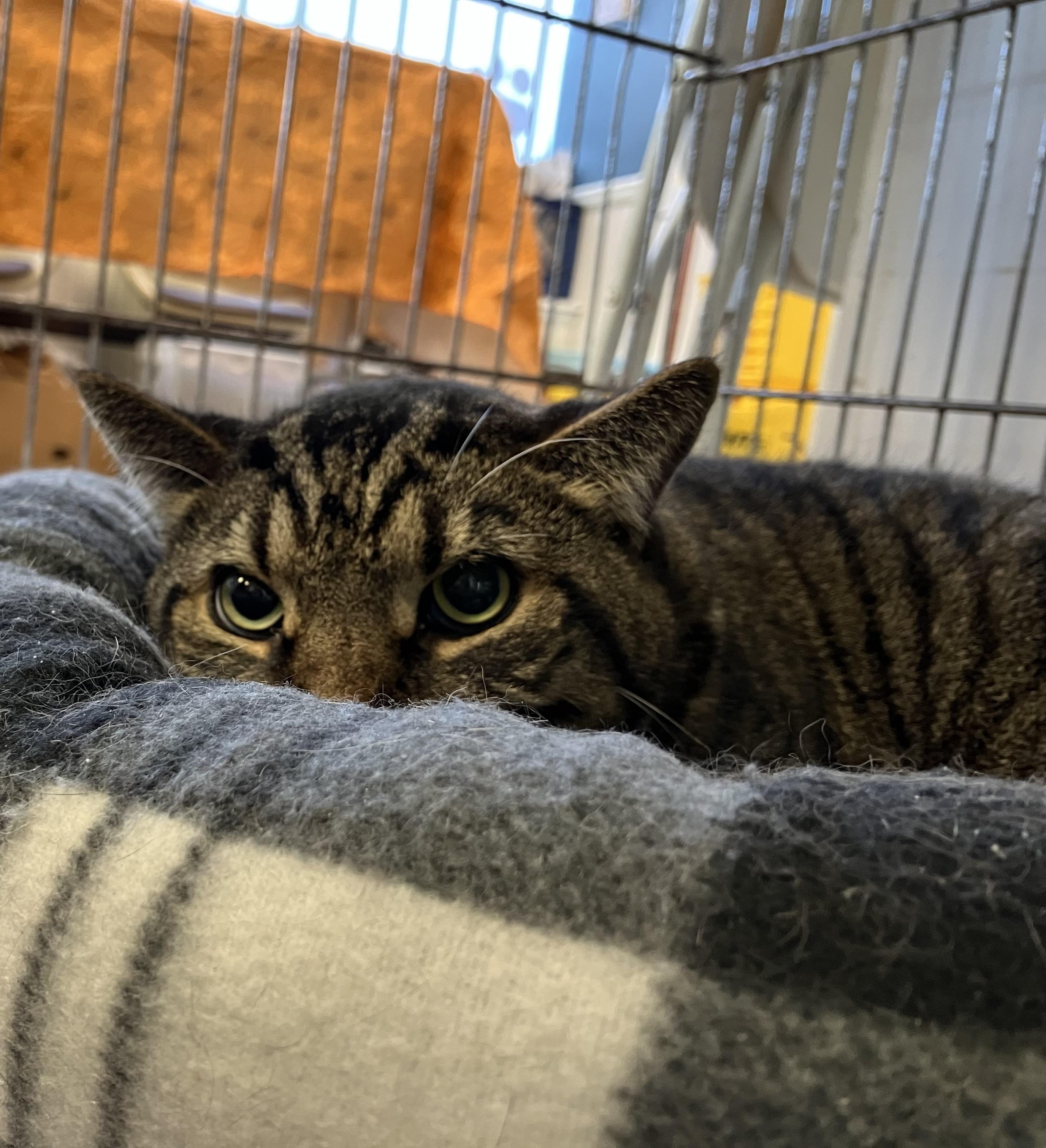 Enlarge Stripes, a Adoptable Domestic Short Hair in Parma, OH image 3/4