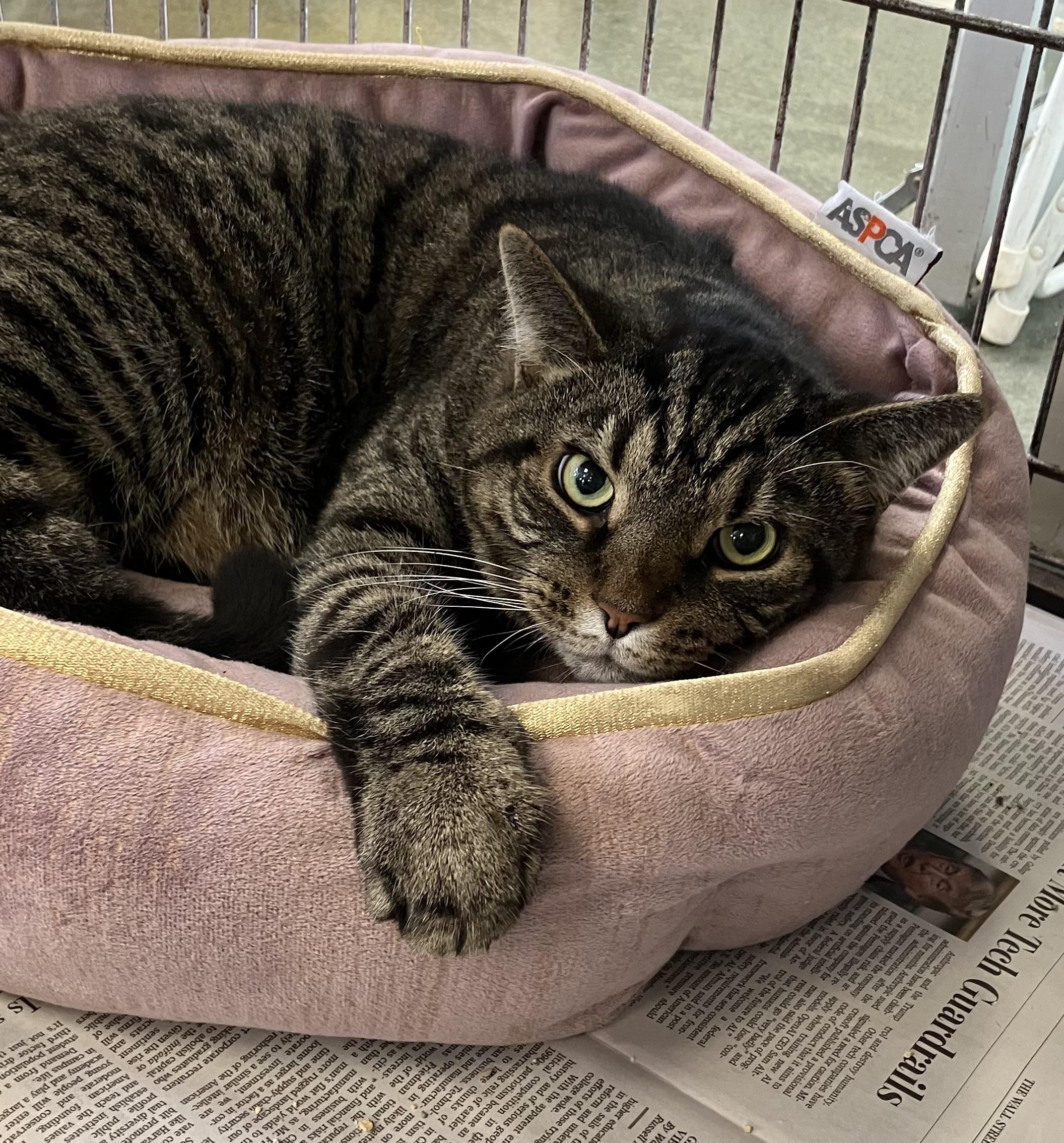 Stripes, Adoptable, Adult Male Domestic Short Hair.