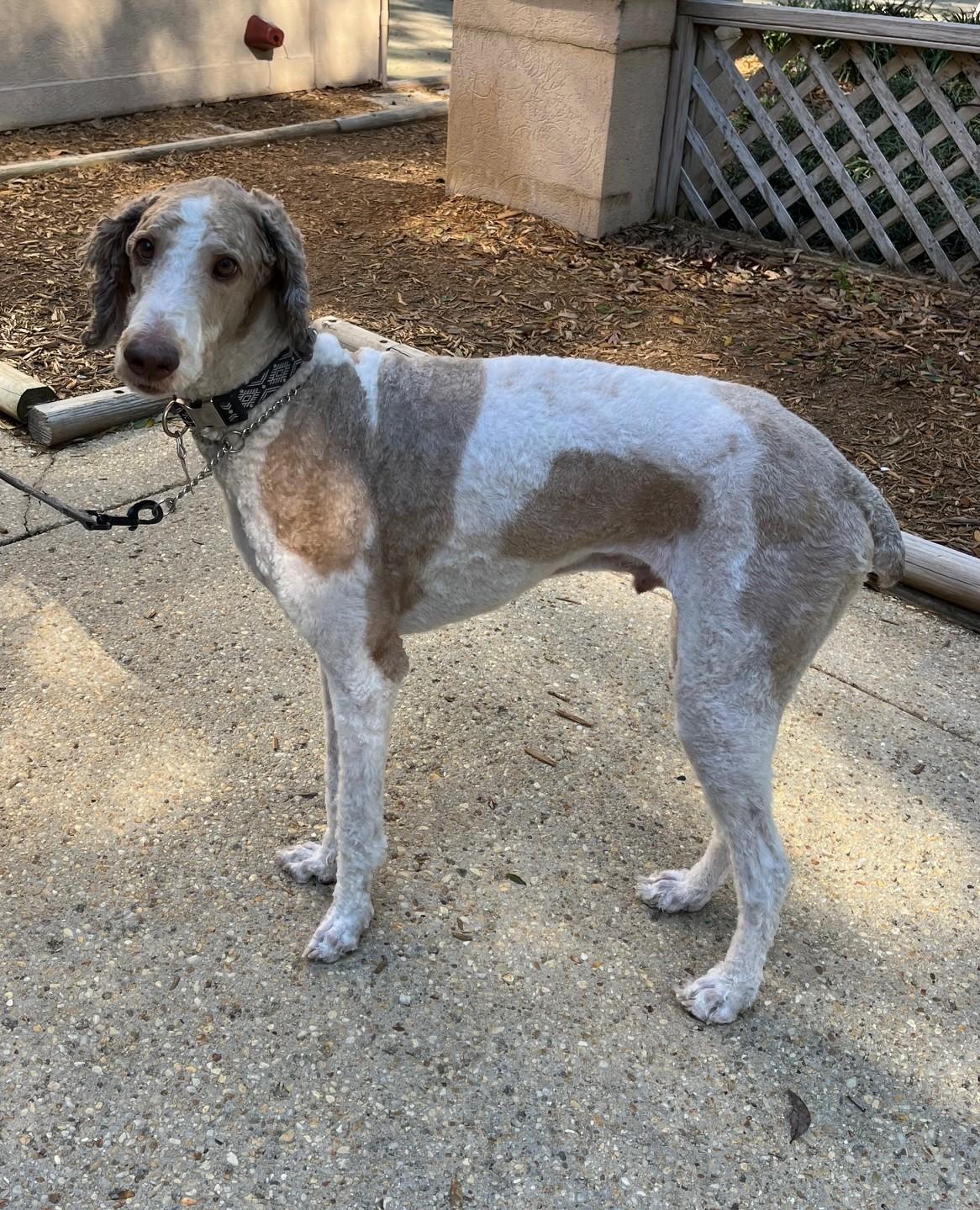 Ray, an adopted Standard Poodle in Pensacola, FL image 1/2