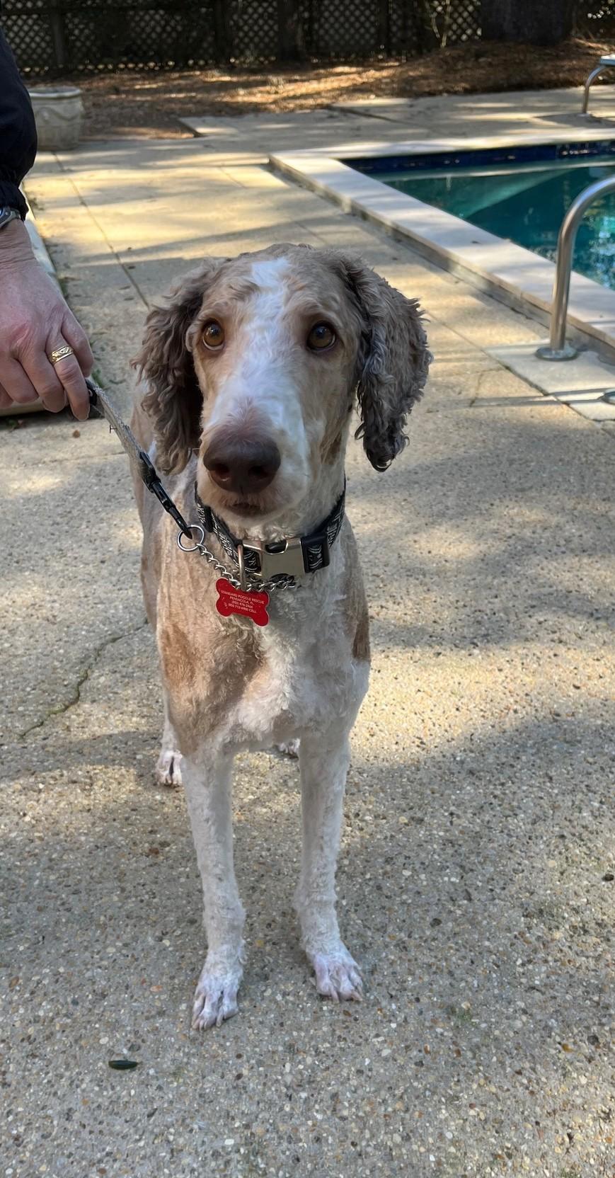 Ray, an adopted Standard Poodle in Pensacola, FL image 2/2