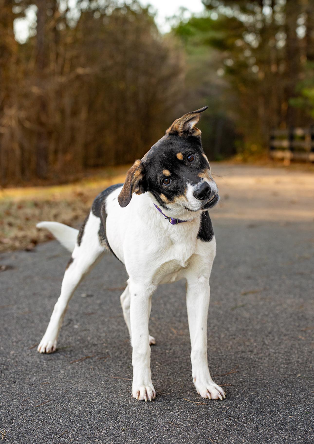 Enlarge Tito, a ADOPTABLE mixed breed in MOORESVILLE, NC image 3/5