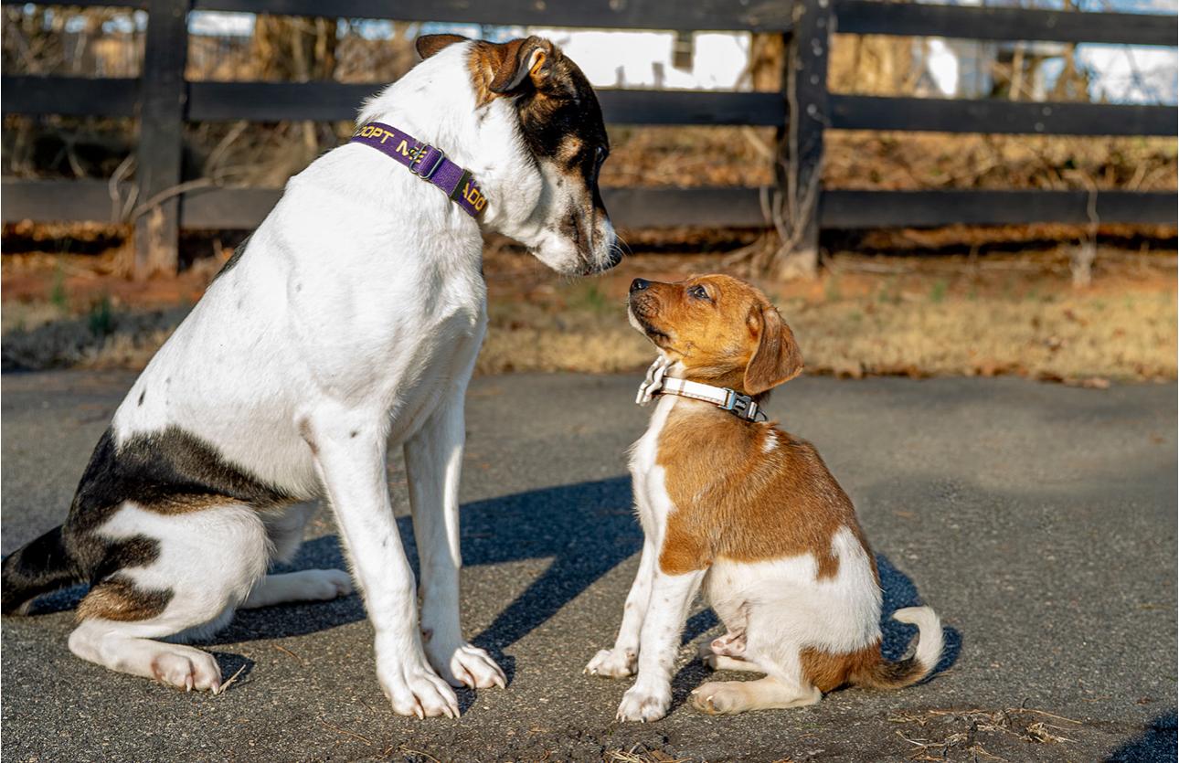 Enlarge Tito, a ADOPTABLE mixed breed in MOORESVILLE, NC image 4/5