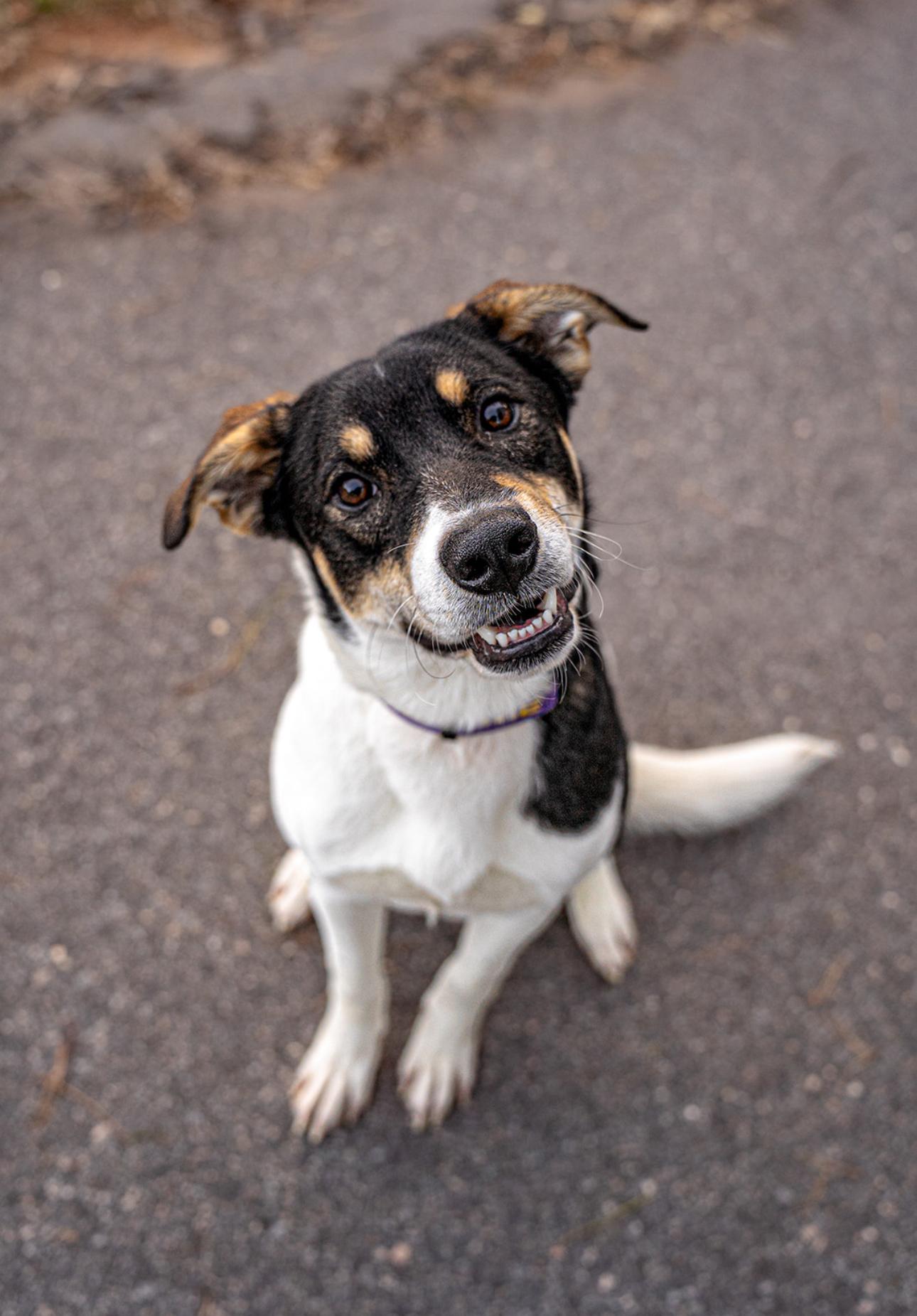 Enlarge Tito, a ADOPTABLE mixed breed in MOORESVILLE, NC image 5/5