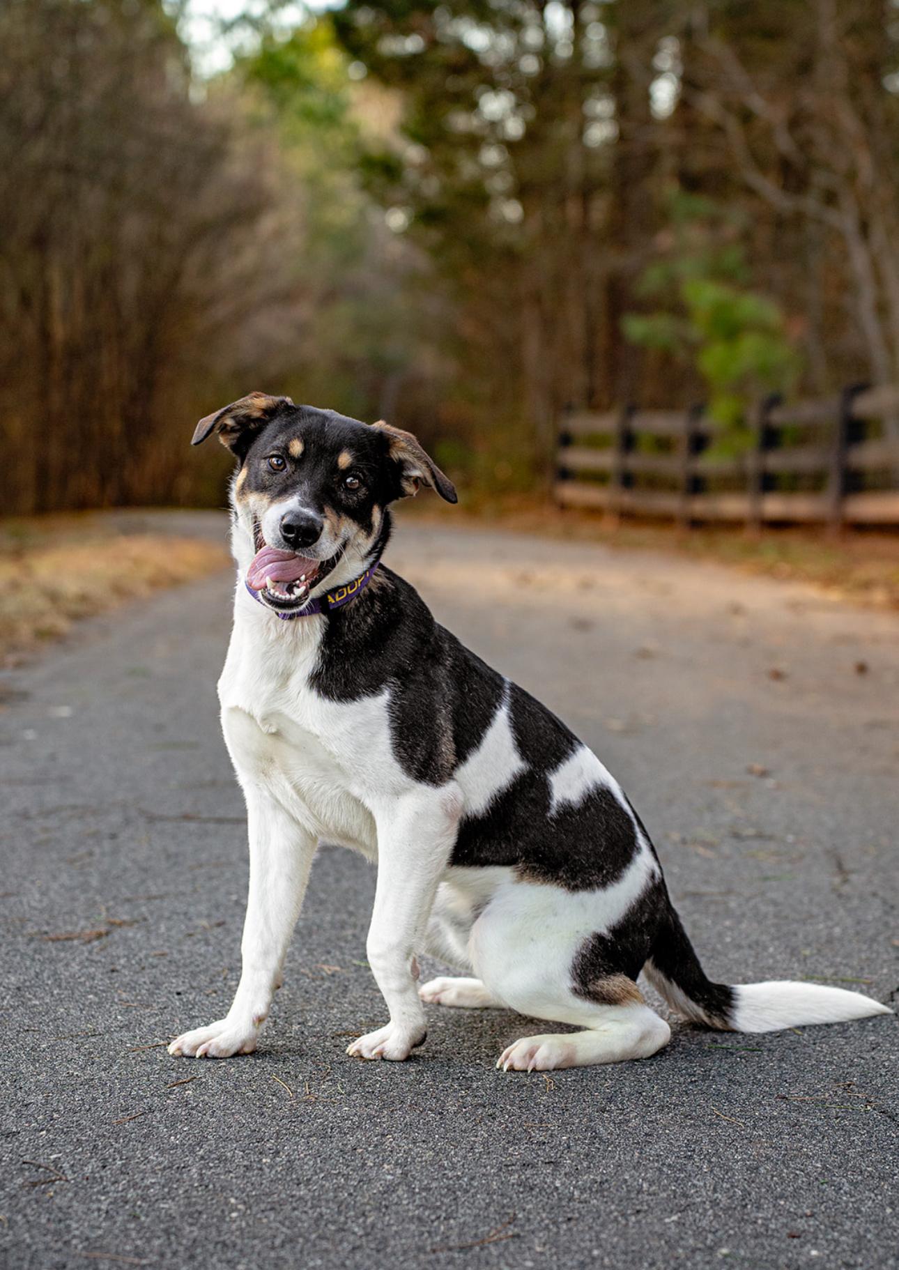 Enlarge Tito, a ADOPTABLE mixed breed in MOORESVILLE, NC image 2/5