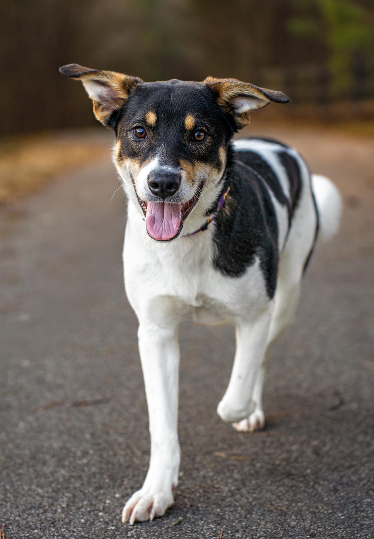 Enlarge Tito, a ADOPTABLE mixed breed in MOORESVILLE, NC image 1/5