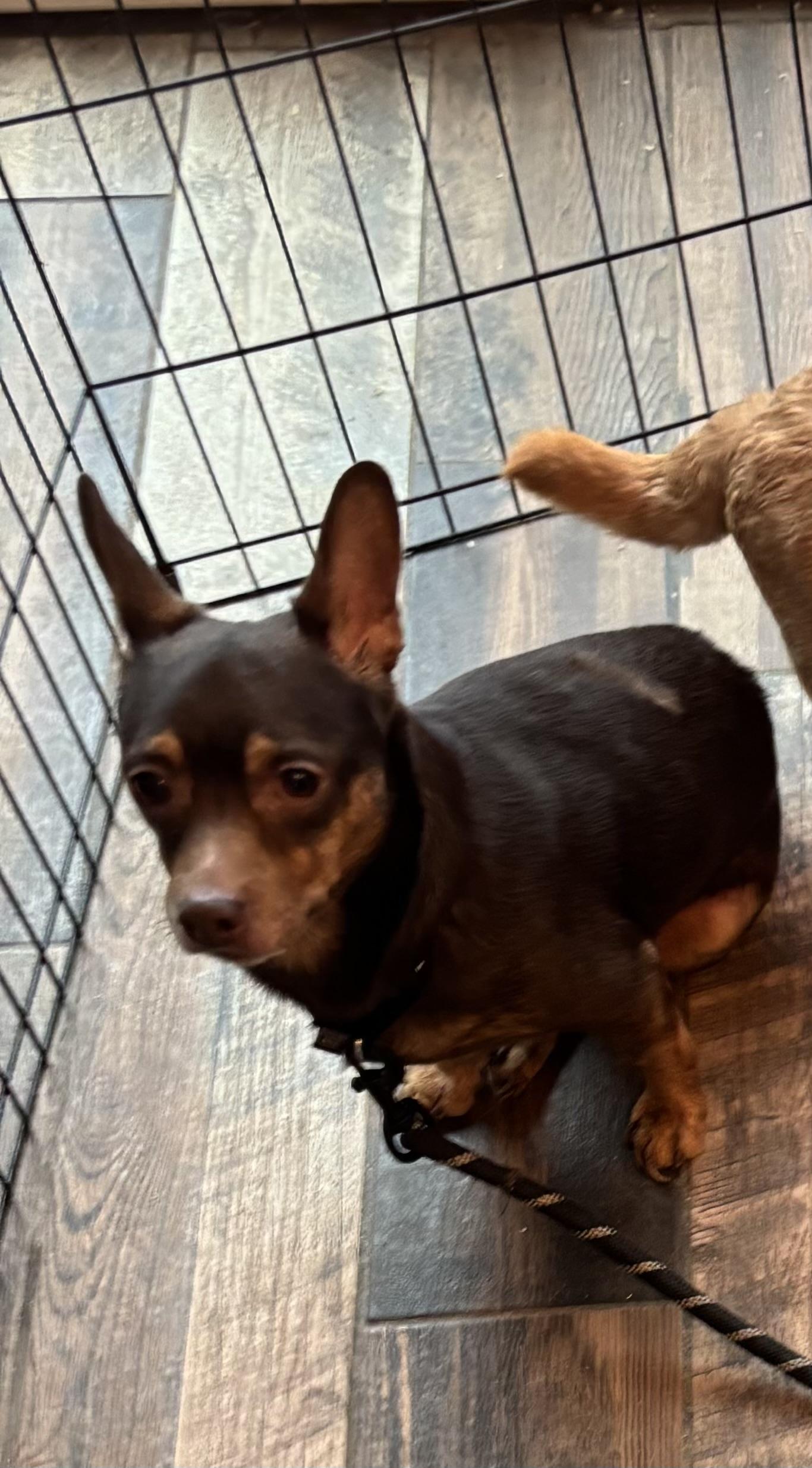 Enlarge Taz , a ADOPTABLE mixed breed in White Lake, MI image 2/4